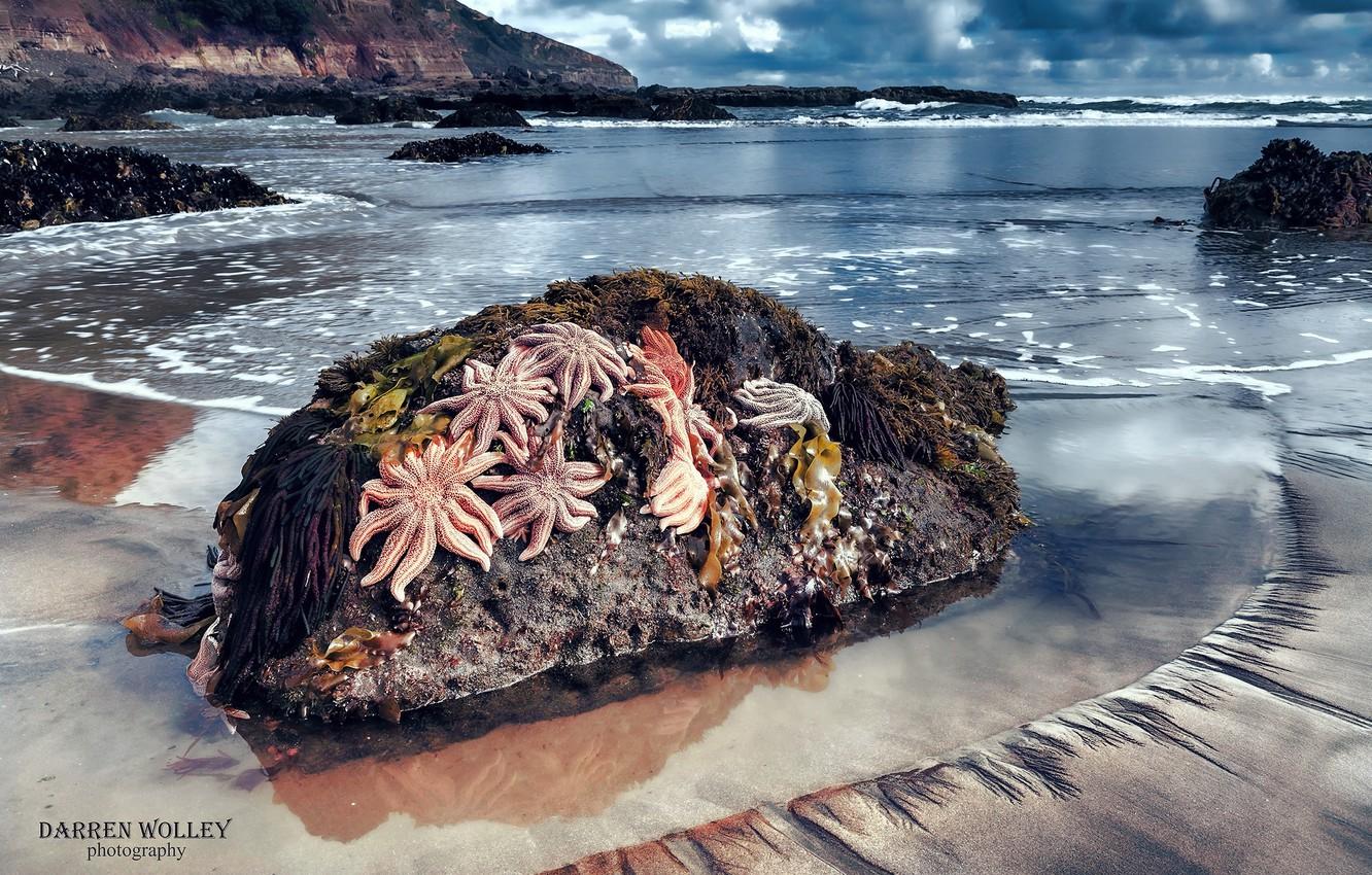 1332x850 Wallpaper beach, stones, the ocean, rocks, New Zealand, starfish, North island, Maori Bay, Bay of plenty, Bay of plenty image for desktop, section природа