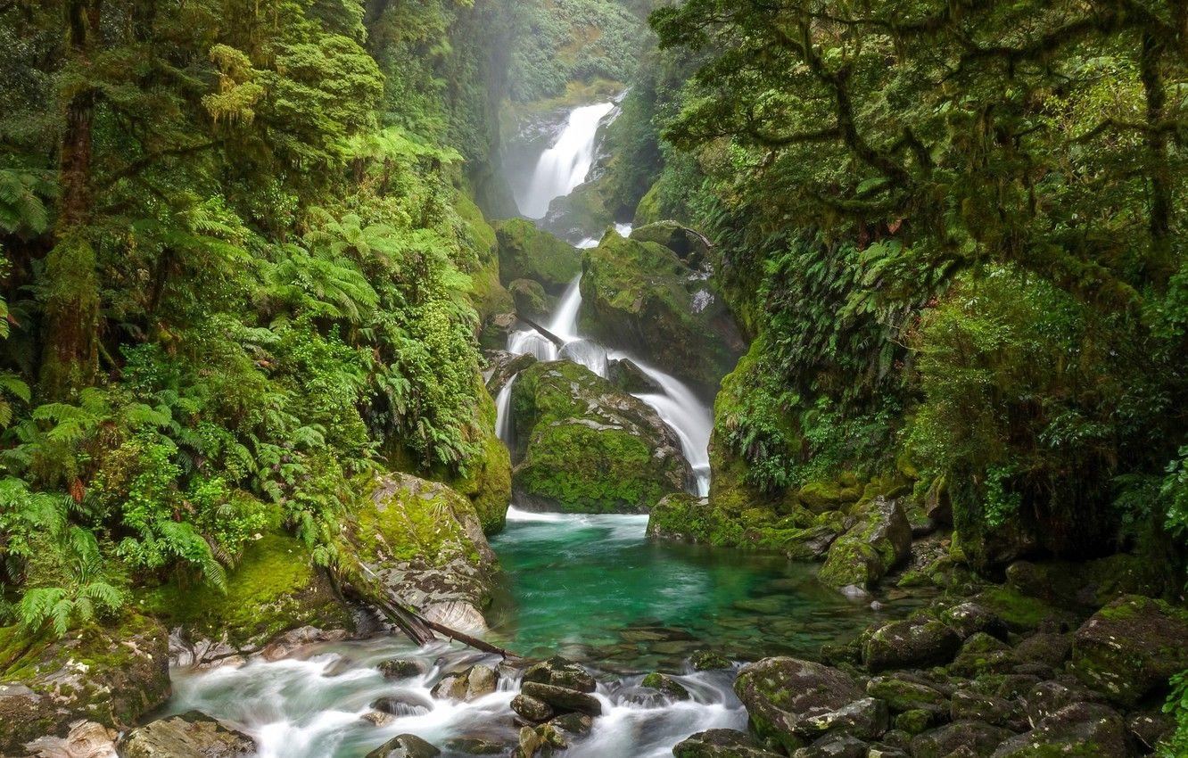 1332x850 New Zealand Forest Wallpaper, HD New Zealand Forest Background on WallpaperBat