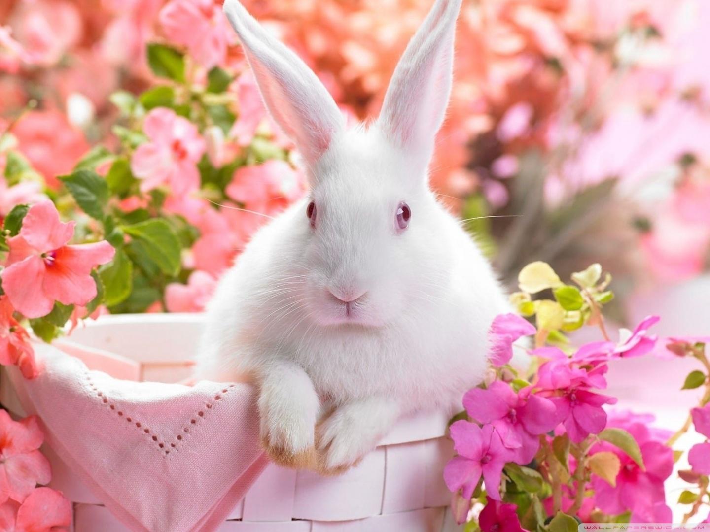 1440x1080 Cute Easter Bunny Ultra HD Desktop Background Wallpaper for 4K UHD TV : Tablet