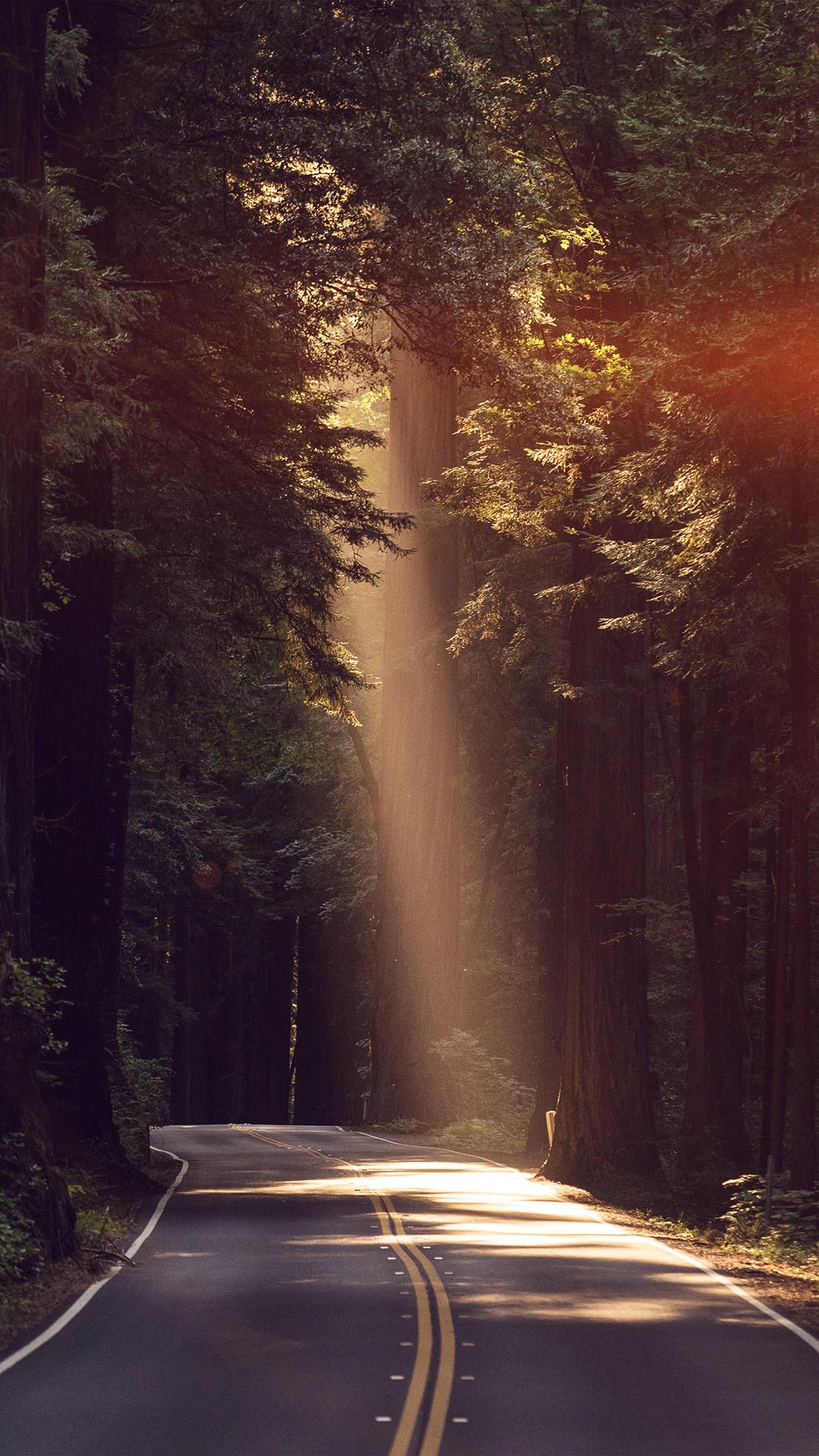 1242x2208 iPhone X wallpaper. light road wood forest way nature flare