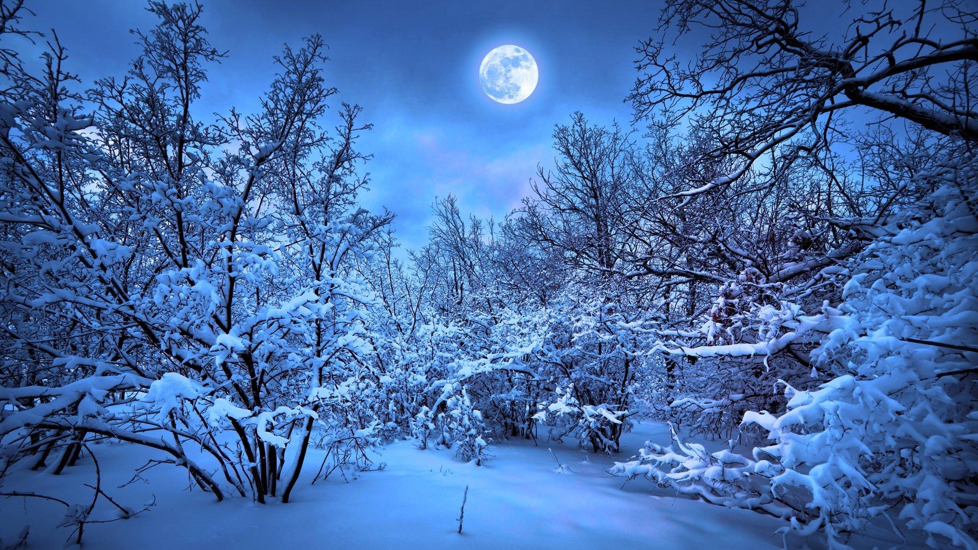 1920x1080 Moonlit Winter Forest Ultra HD Wallpaperx2160