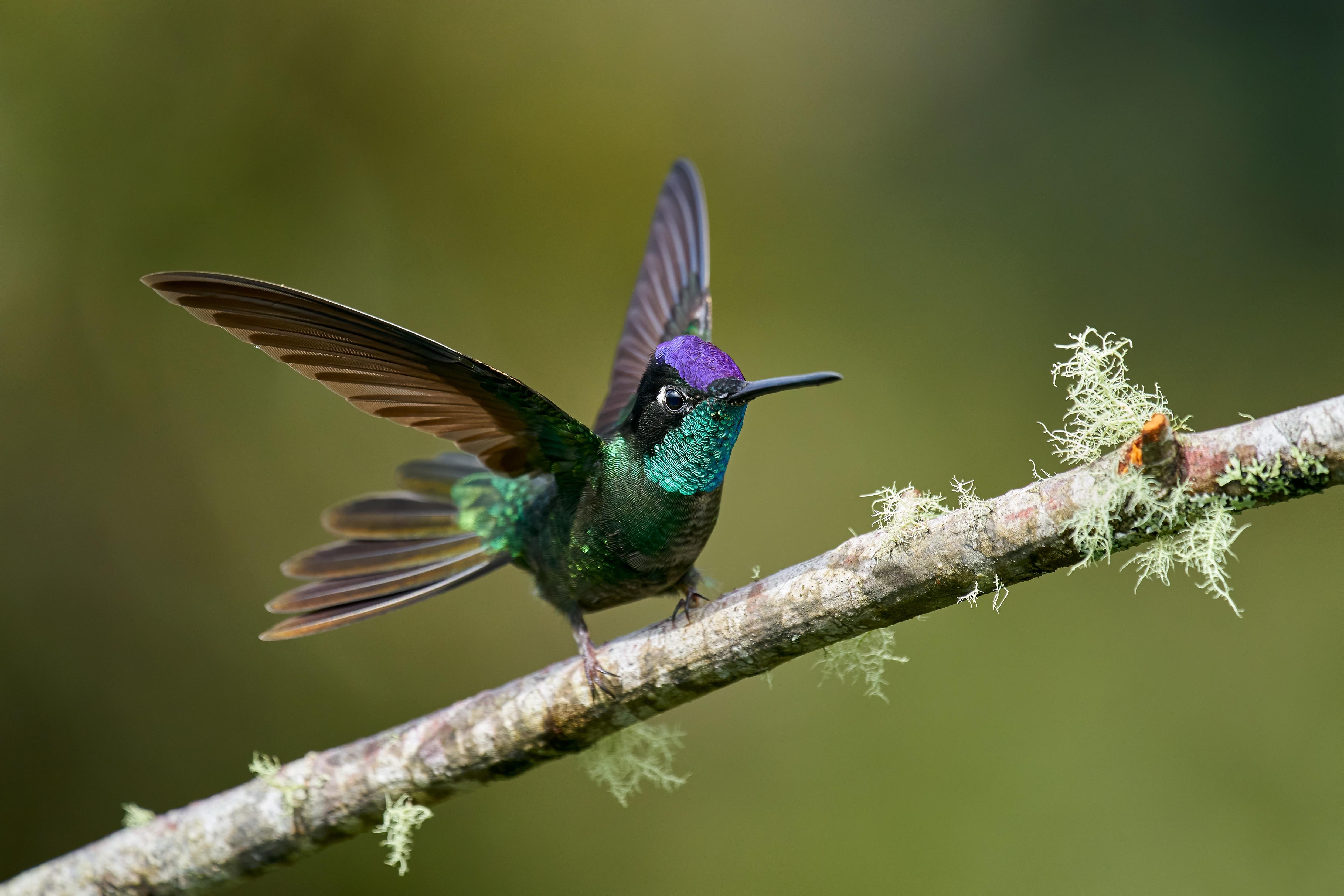 4981x3321 Hummingbird 4k Ultra HD Wallpaper