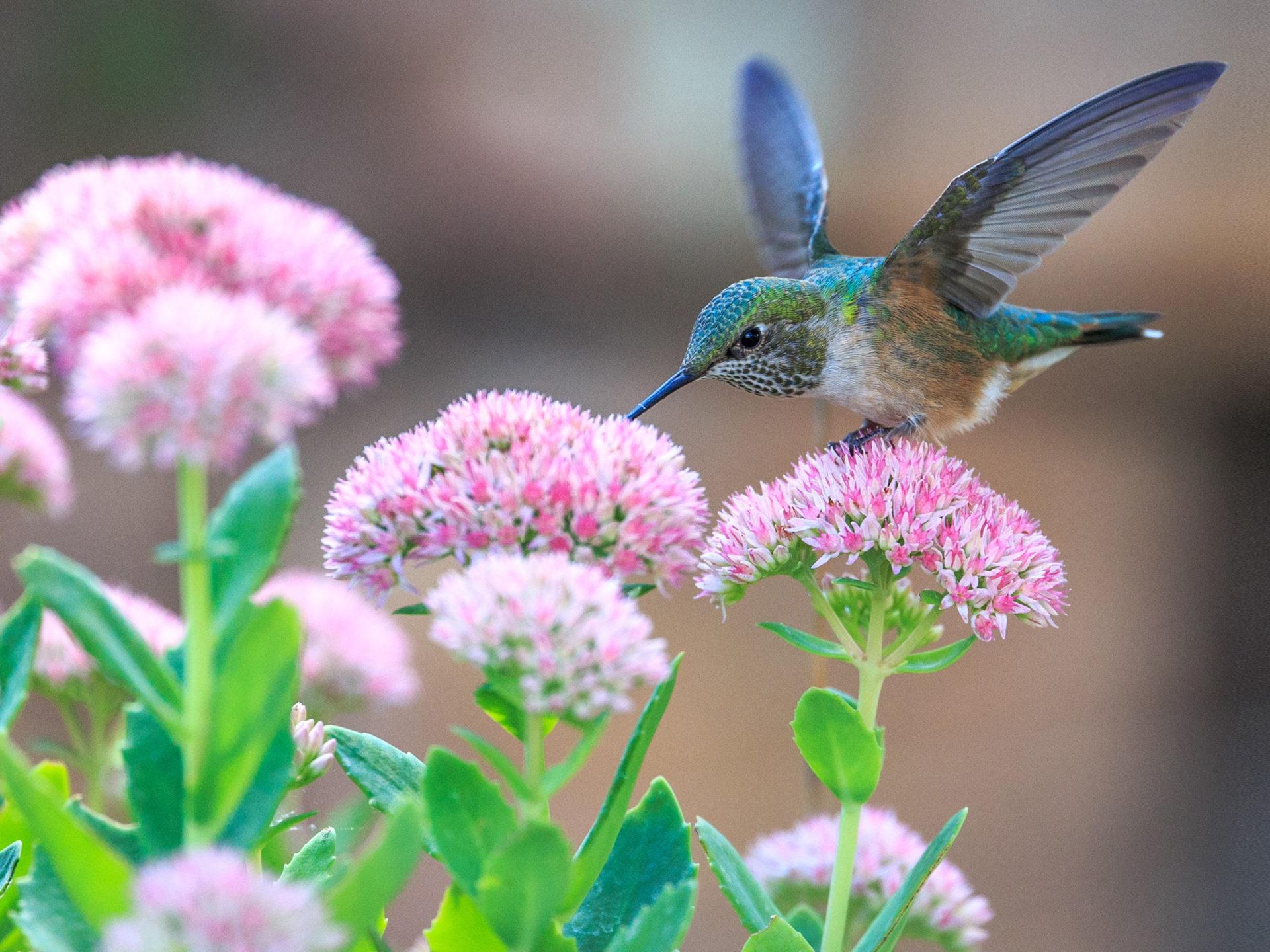 1920x1440 Hummingbirds And Pink Flowers 4k Ultra HD Wallpaper For Desktop Laptop Tablet Mobile Phones And Tv 3840х2400 :