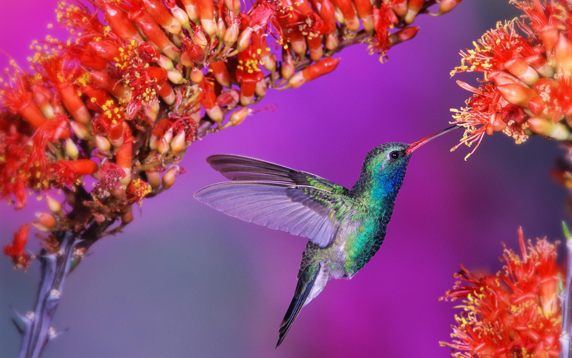 1920x1200 Animated Hummingbird Wallpaper