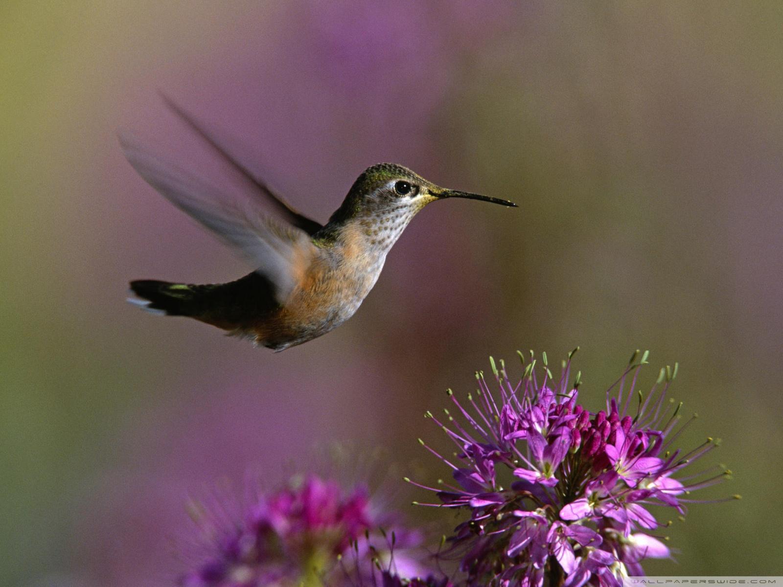 1600x1200 Hummingbird Ultra HD Desktop Background Wallpaper for 4K UHD TV : Widescreen & UltraWide Desktop & Laptop