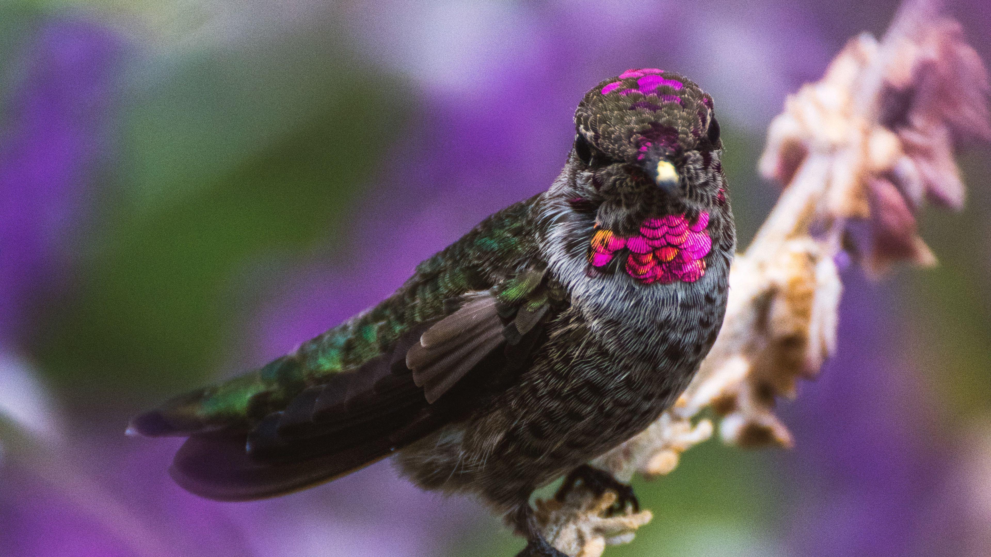 3840x2160 Download wallpaper 3840x2160 hummingbird, bird, branch, blur 4k uhd 16:9 HD background