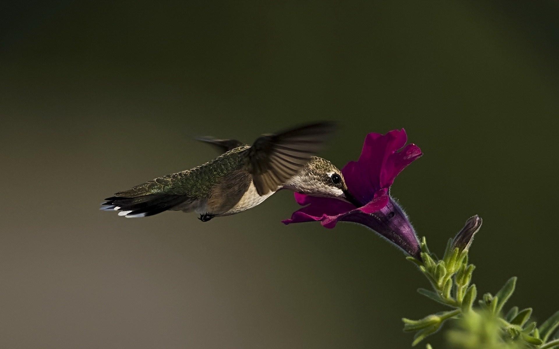1920x1200 Hummingbird Computer Background