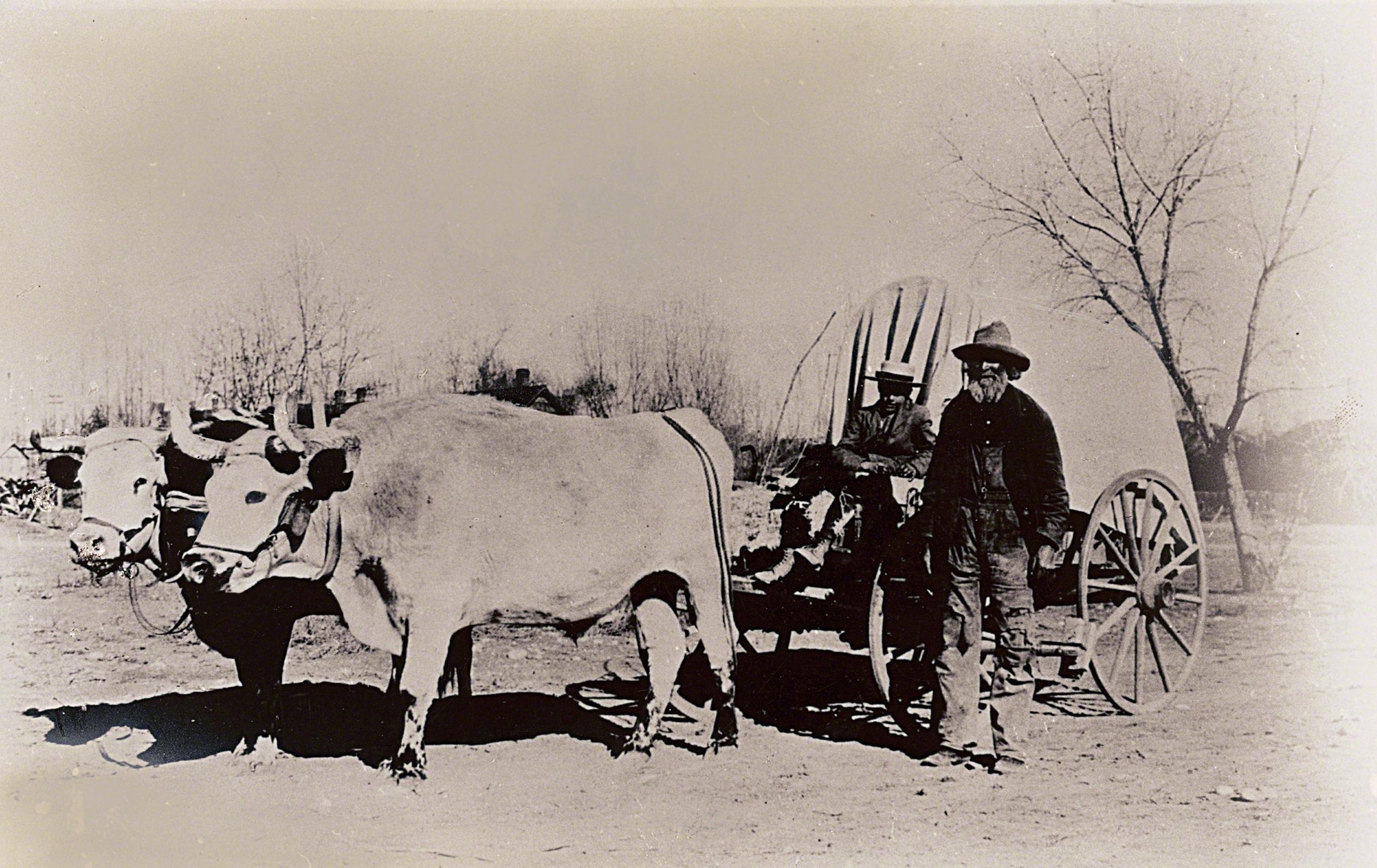 2538x1600 Ox Pulling A Wagon