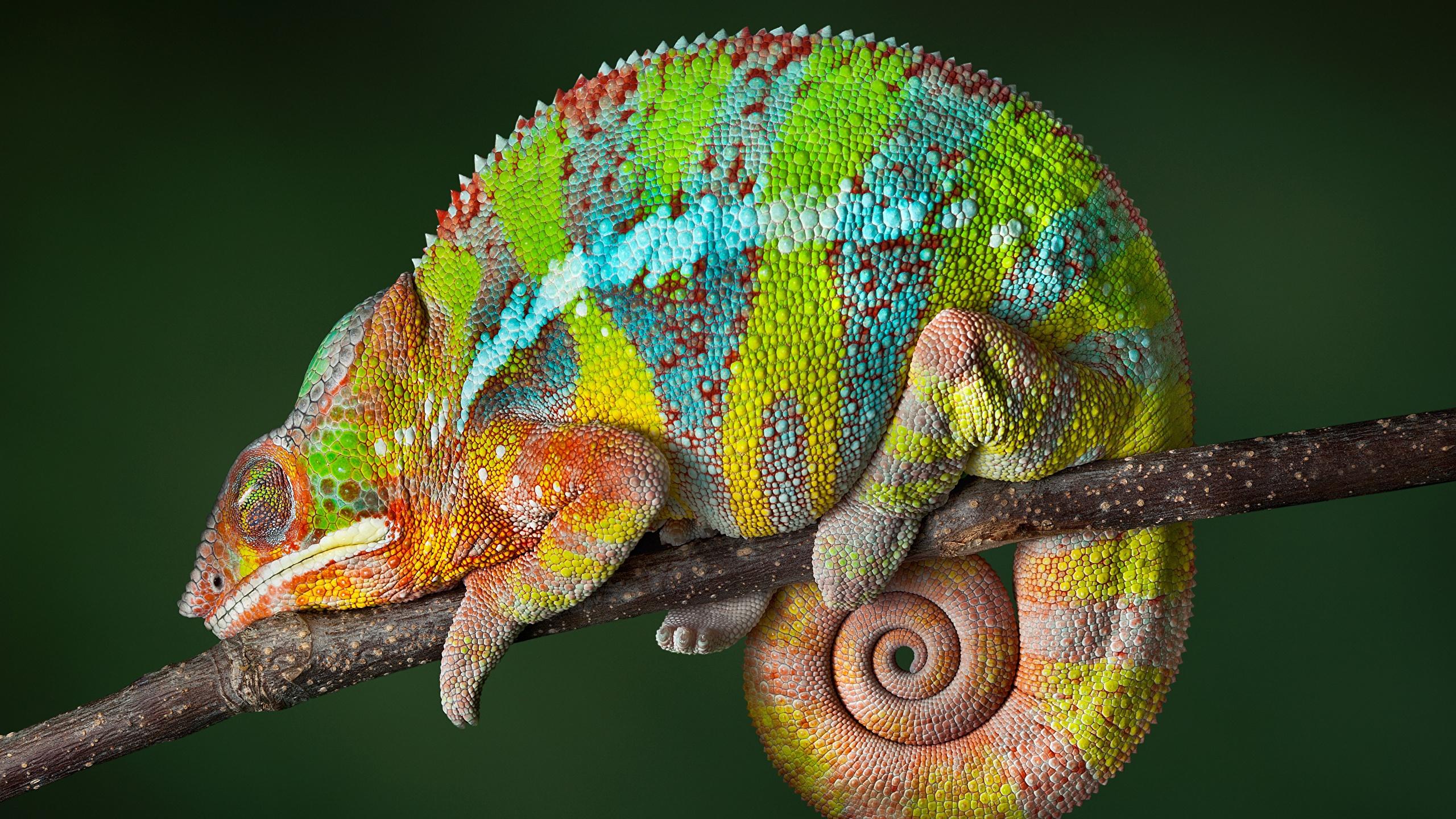 2560x1440 Image Chameleon Multicolor Branches Animals 2560x1440