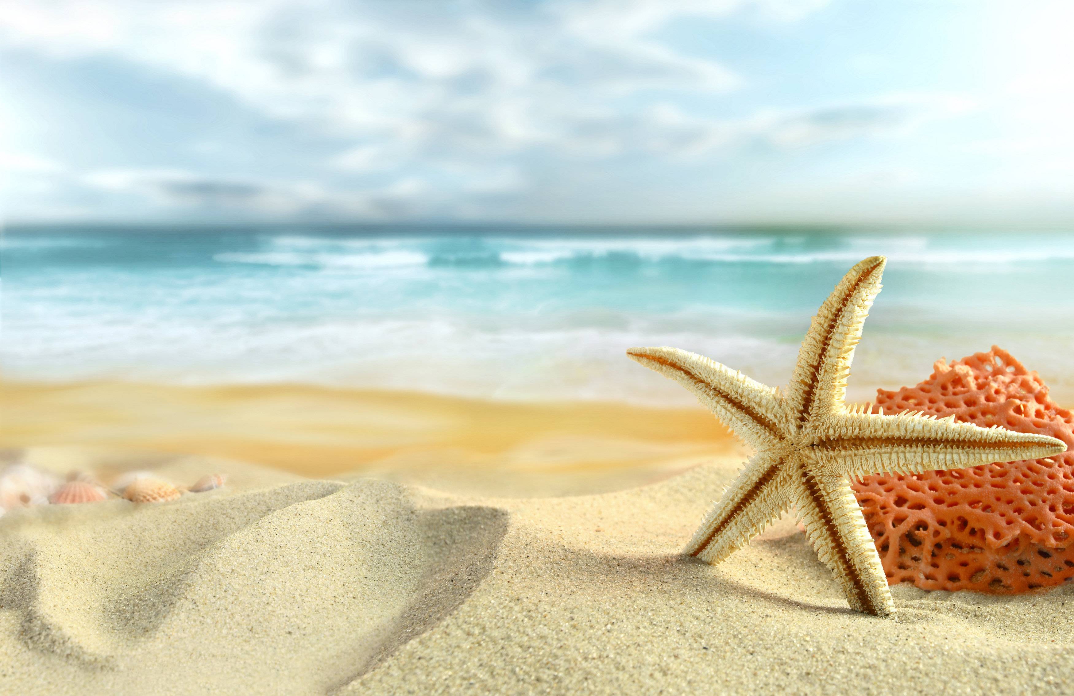 Starfish wallpaper hires stock photography and images  Alamy