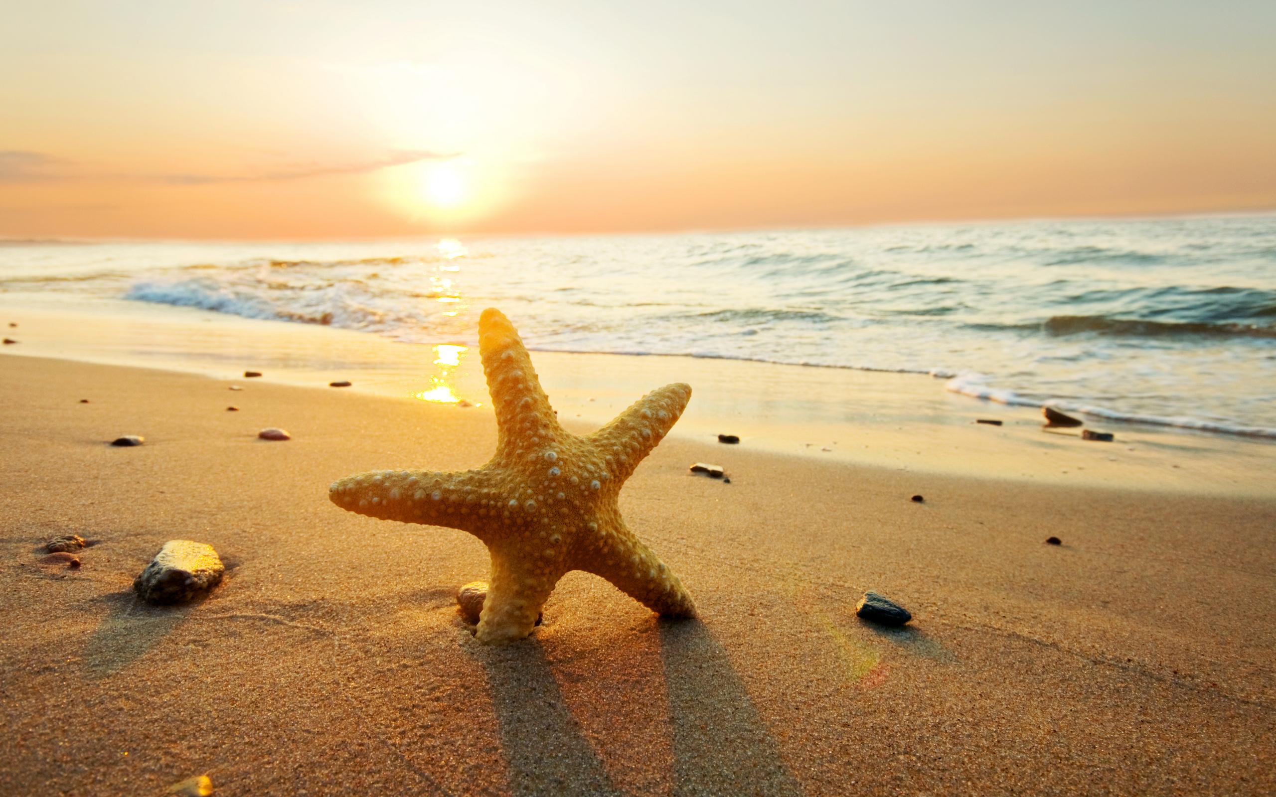 2560x1600 Starfish HD Wallpaper