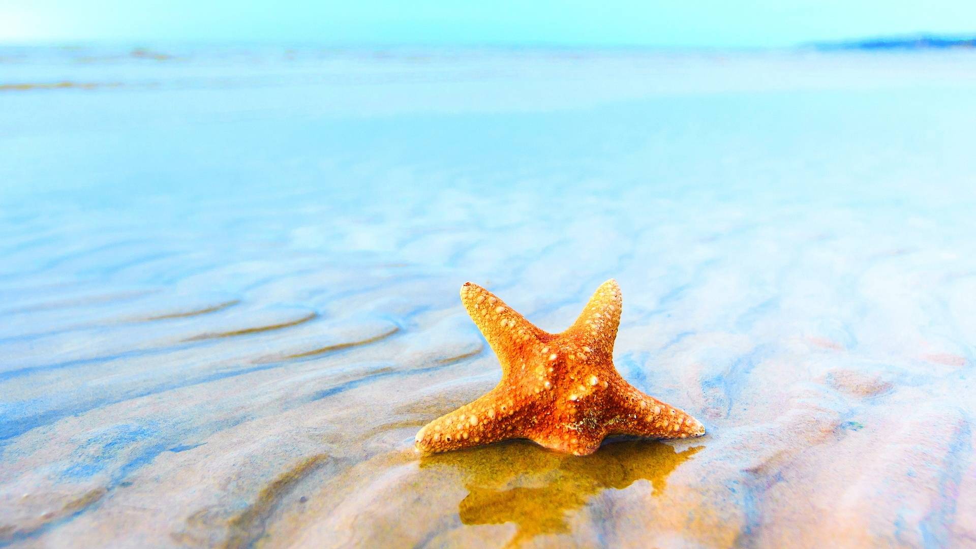 Download wallpaper 720x1280 starfish underwater ocean samsung galaxy mini  s3 s5 neo alpha sony xperia compact z1 z2 z3 asus zenfone hd  background