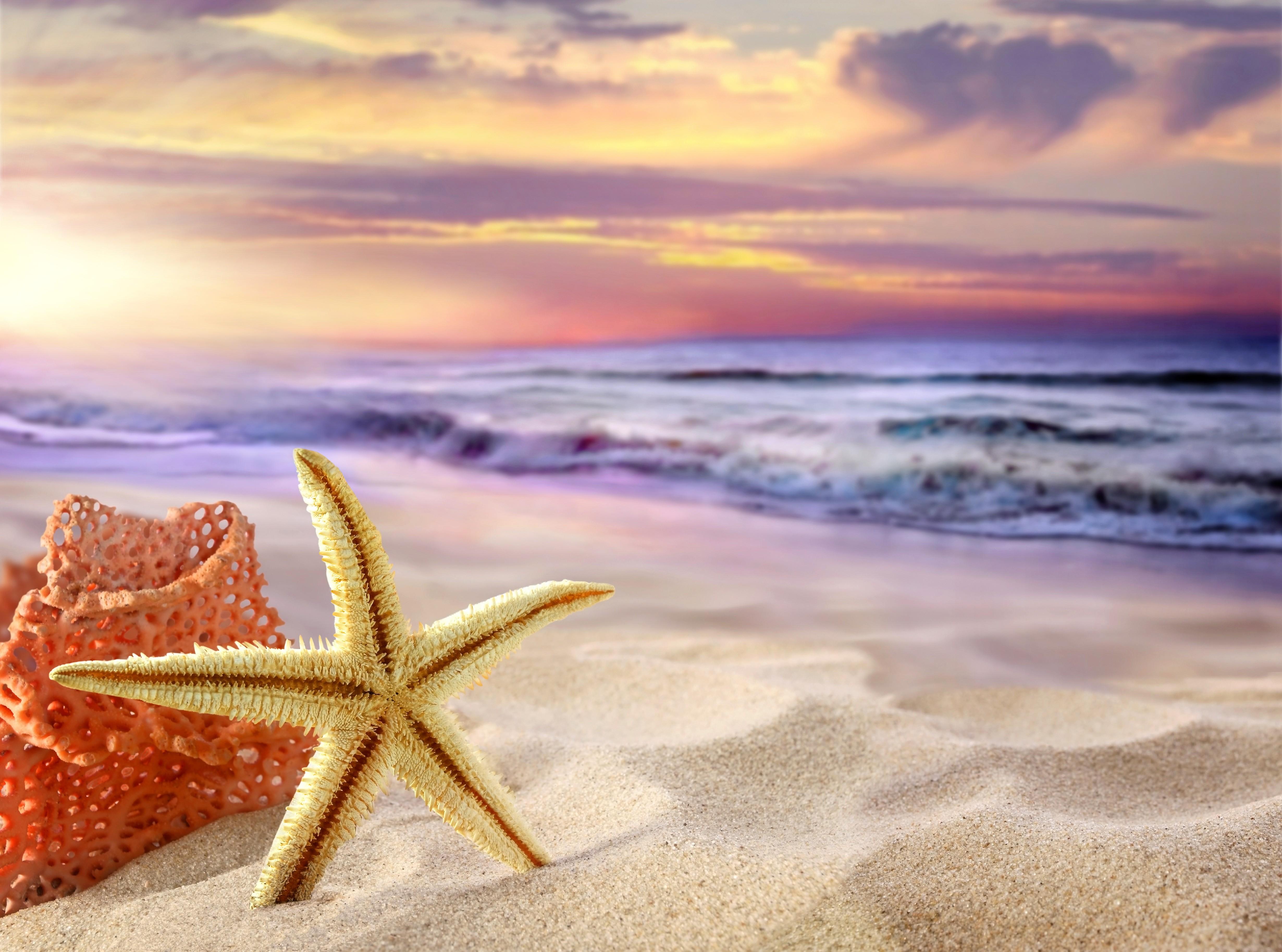 Starfish Wallpapers Top Free Starfish Backgrounds Wallpaperaccess