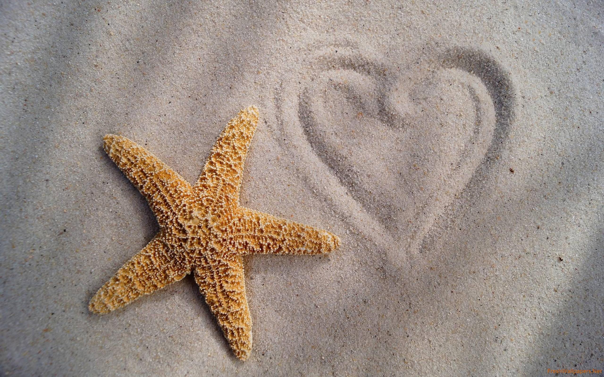 Starfish Wallpapers - Top Free Starfish Backgrounds - WallpaperAccess