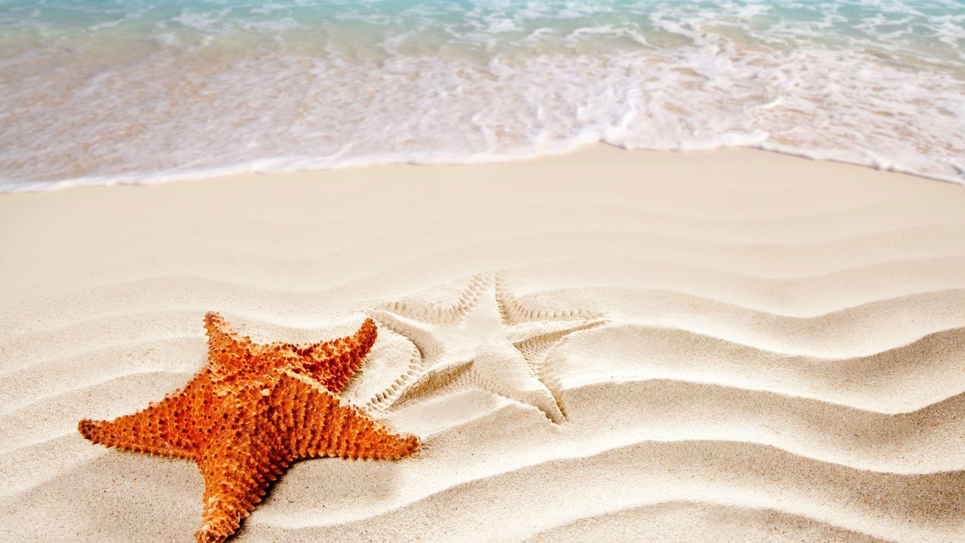 1920x1080 Wallpaper Sea, 5k, 4k wallpaper, ocean, starfish, shore, Best