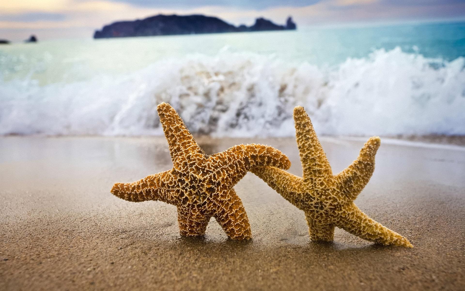 1920x1200 Starfish in Sand