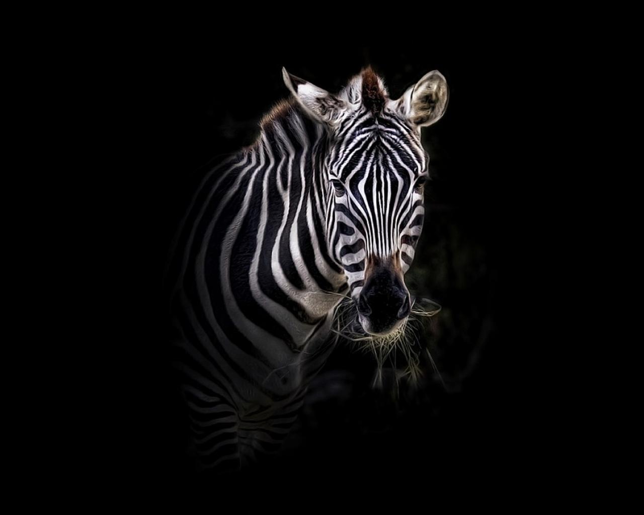 Zebra Wallpapers - Top Free Zebra Backgrounds ...