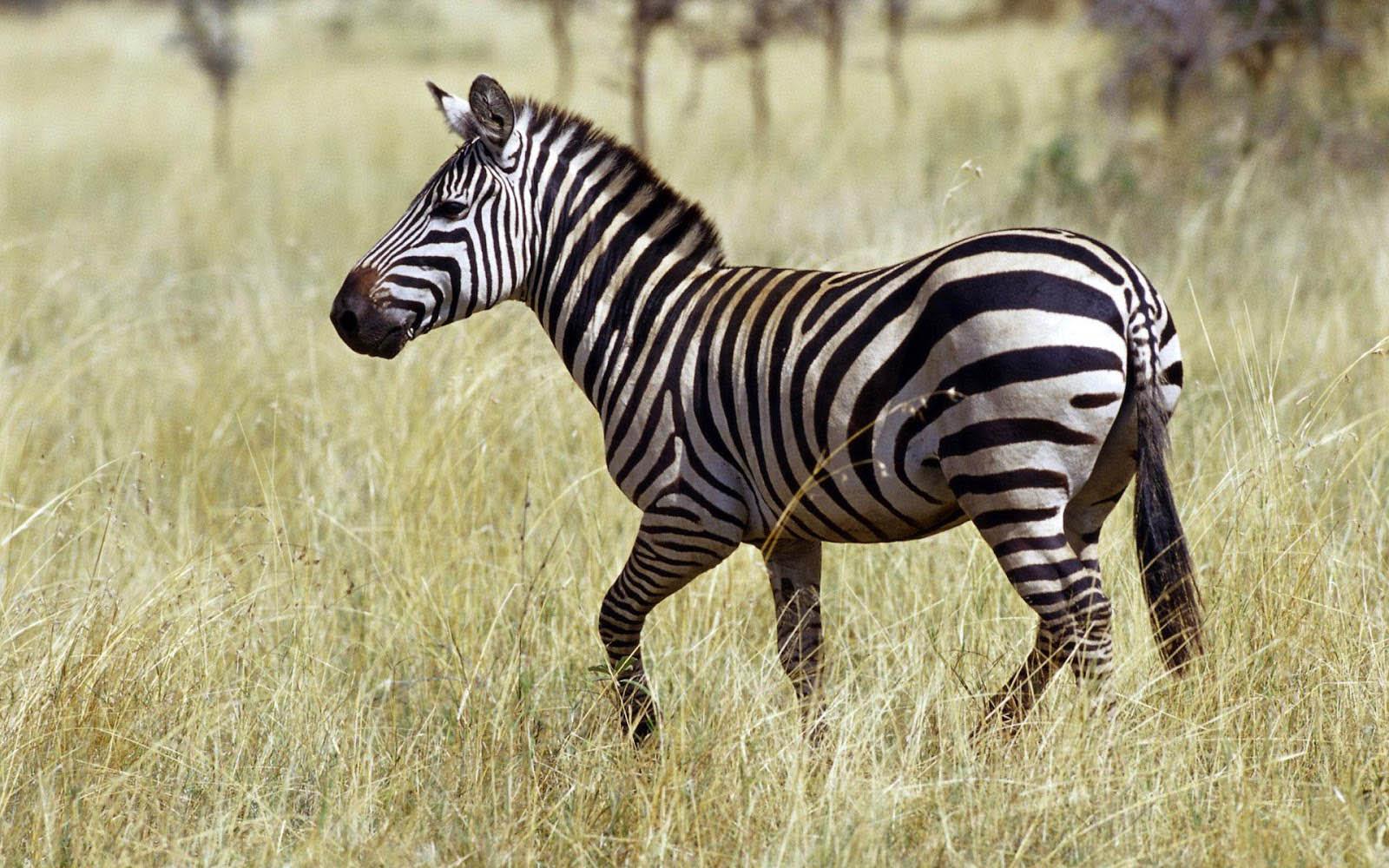 Zebra Picture Background Images HD Pictures and Wallpaper For Free  Download  Pngtree