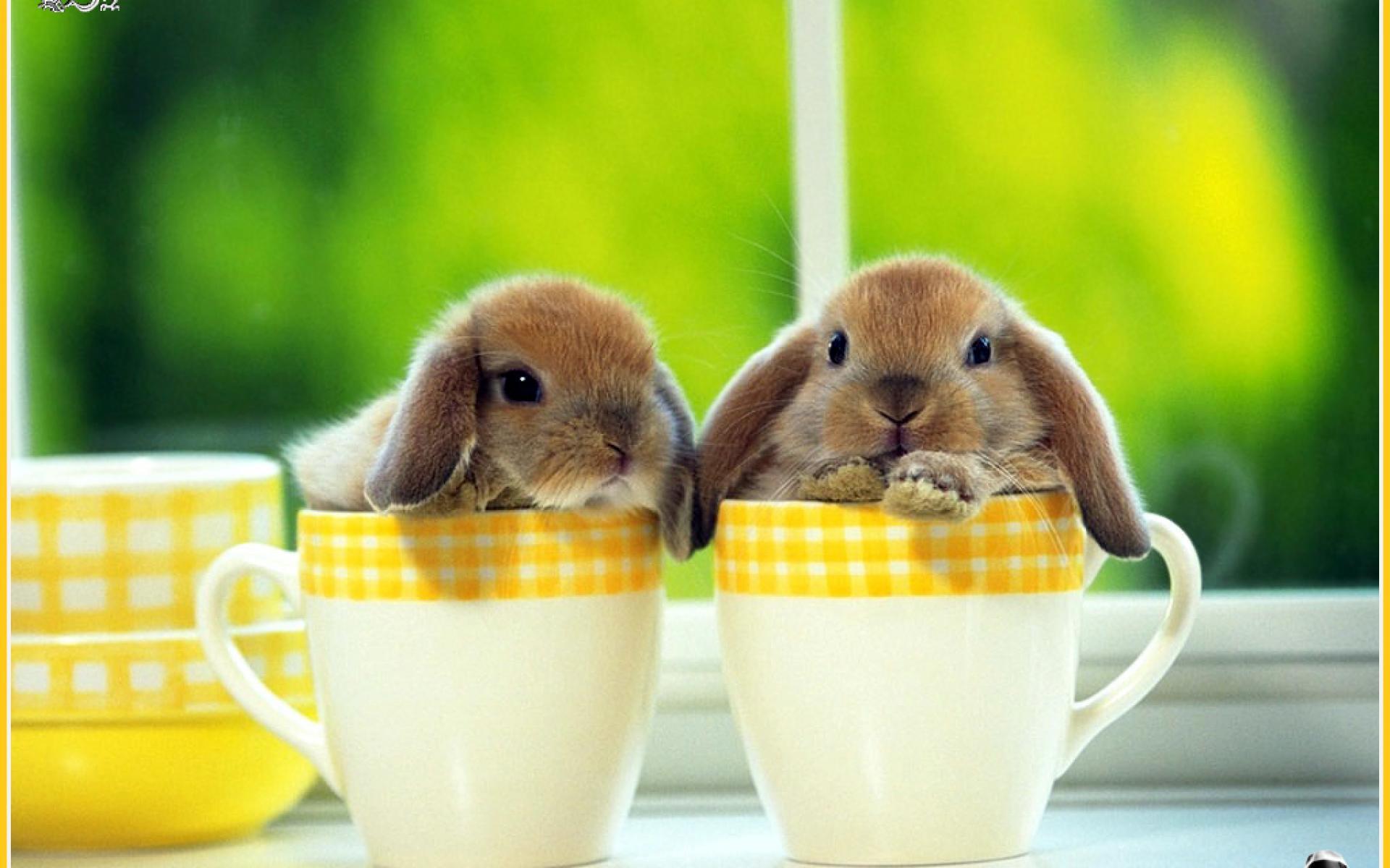 Cute baby bunny HD wallpapers  Pxfuel