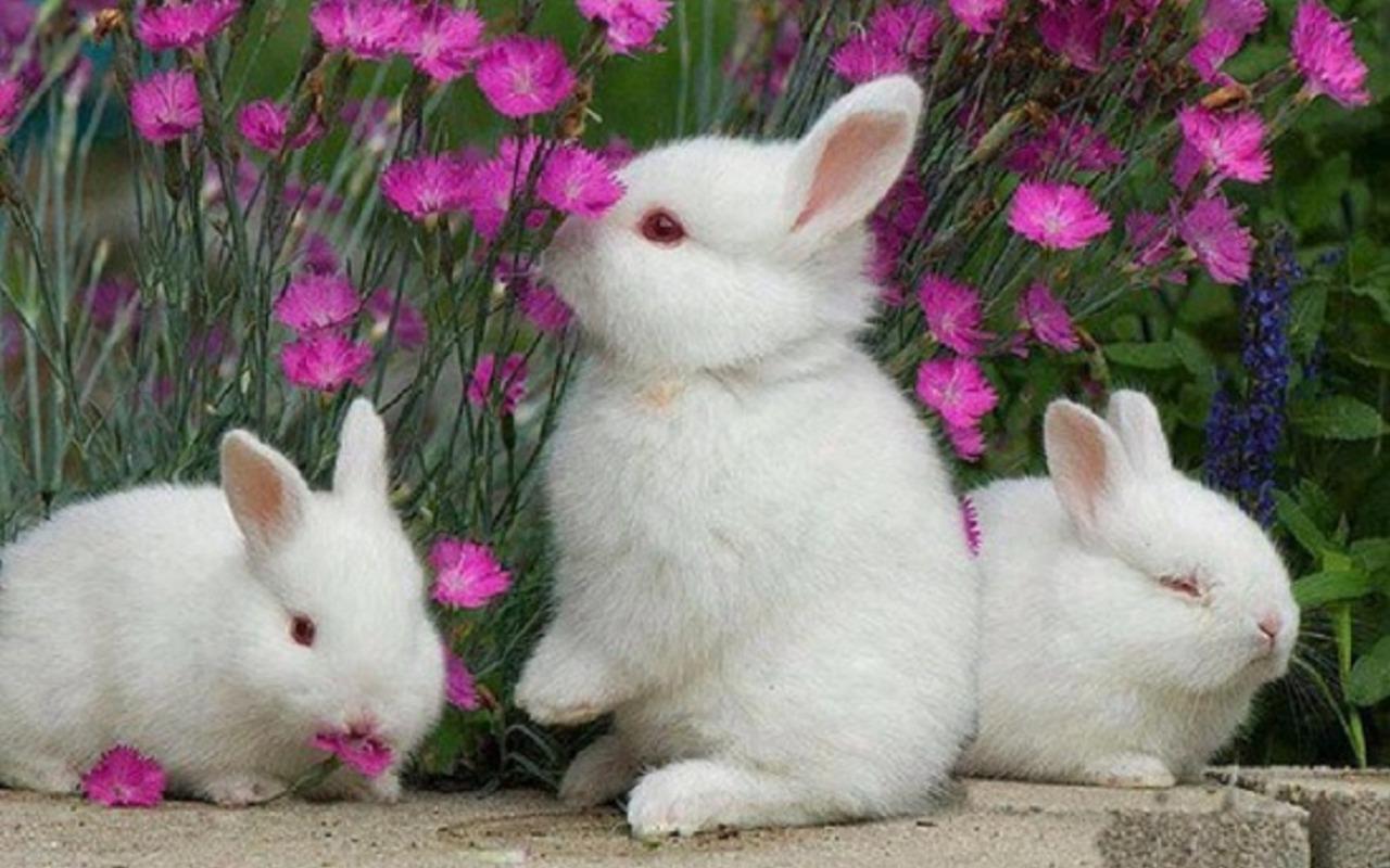 Rabbit Wallpapers - Top Những Hình Ảnh Đẹp