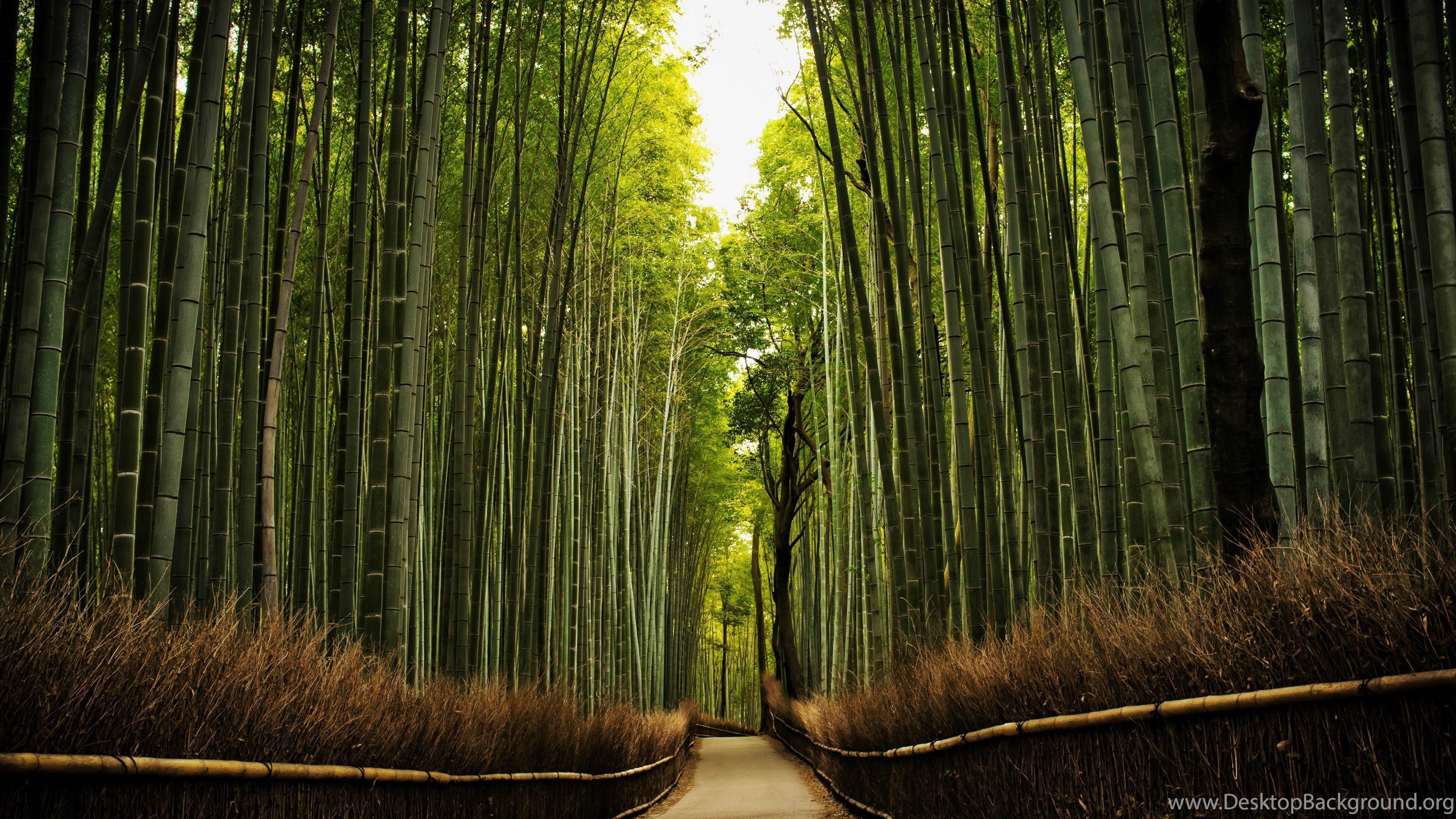 3840x2160 Bamboos (near Tenryuu ji Temple, Kyoto) Desktop Wallpaper Desktop Background