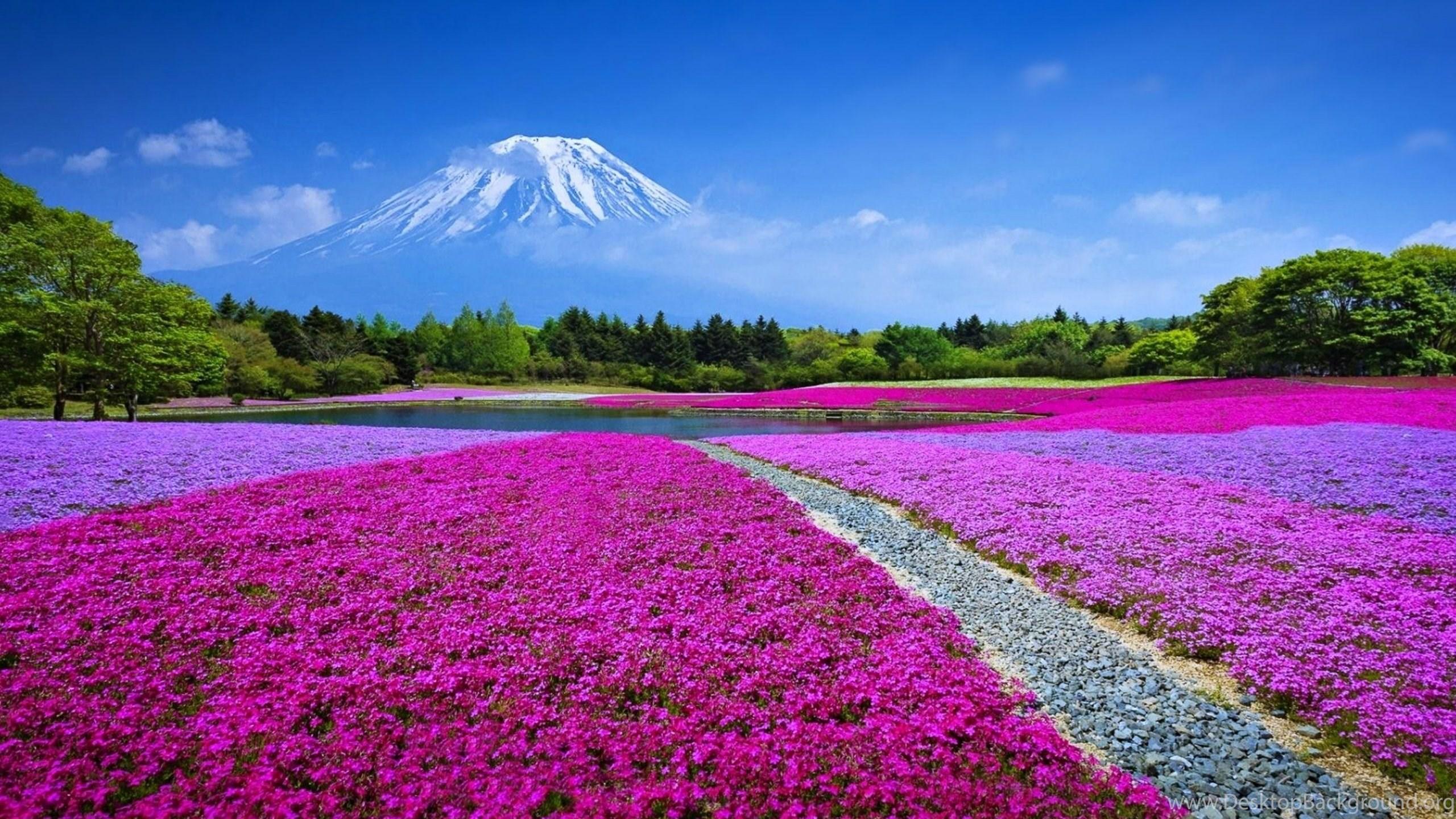 2560x1440 Kyoto Japan Sakura Wallpaper HD Of Beautiful Landscape Desktop Background