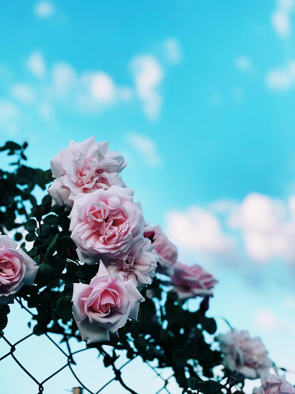 1000x1333 pink roses on chainlink fence photo