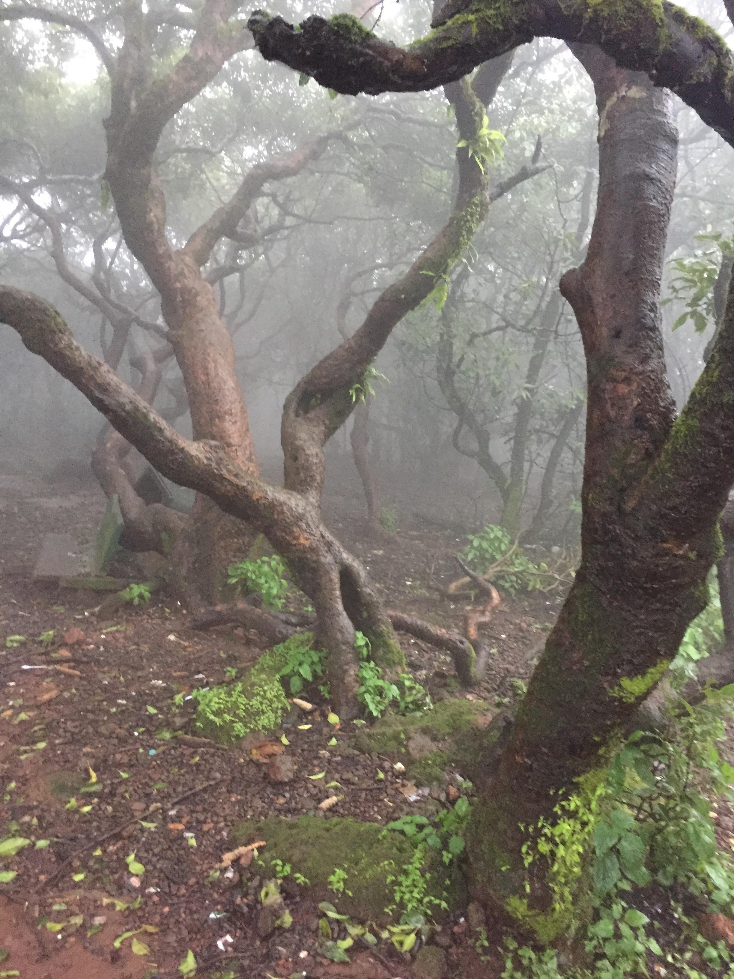 2448x3264 Captured this beautiful image in mahabaleshwar, India [1334 x 750] - #landscapes #amazing #beautiful. Landscape picture, Landscape photography, Beautiful image