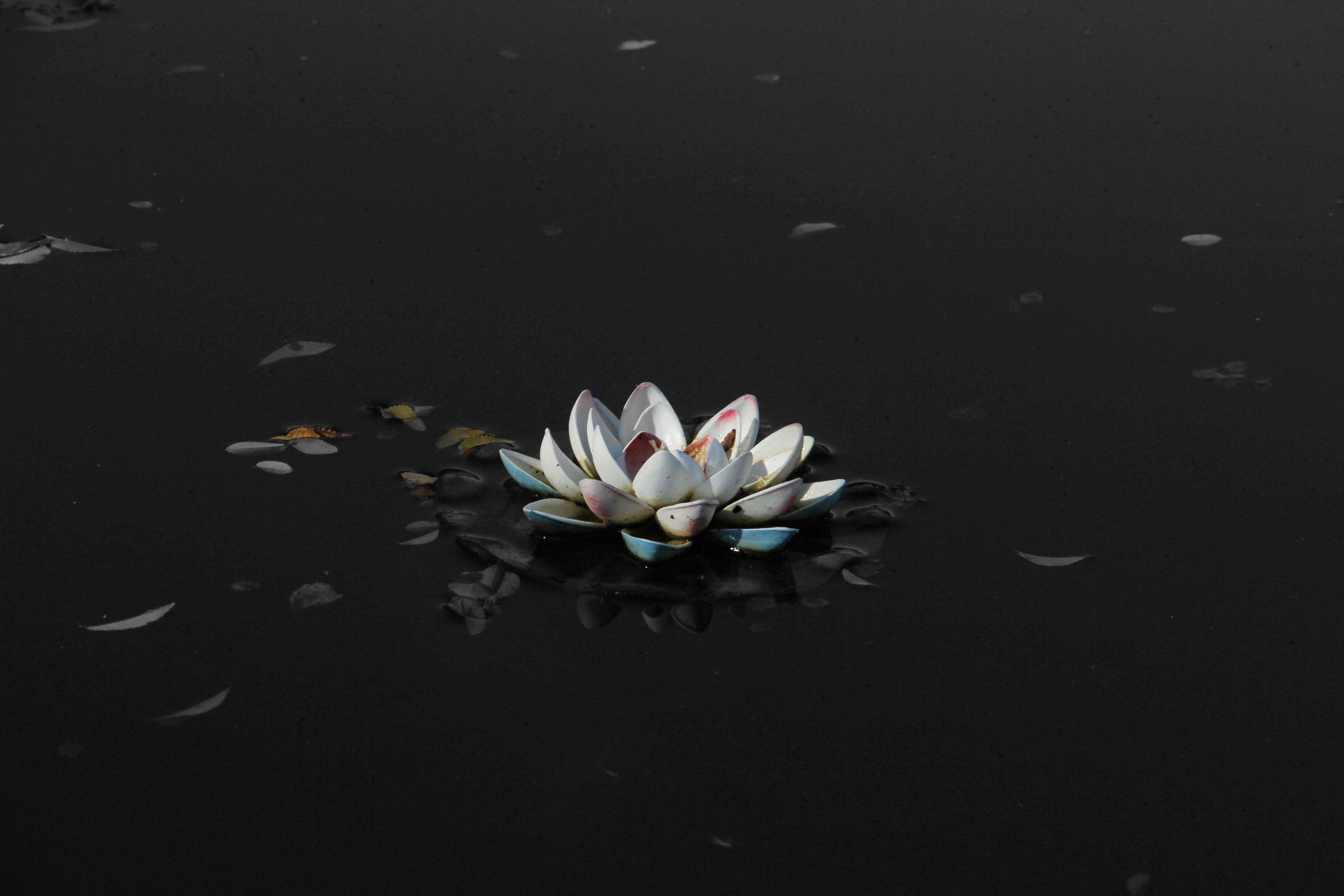5184x3456 White Lotus Wallpaper