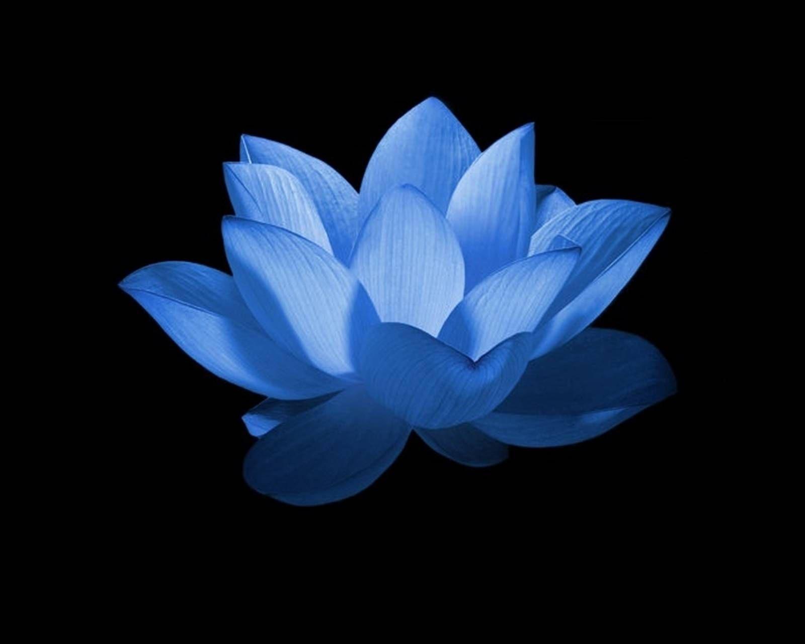 1600x1280 Blue Lotus Wallpaper