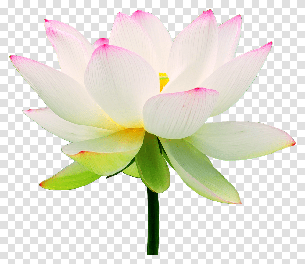 1000x865 Clip Art Lotus Flower Wallpaper Lotus Flower, Lily, Plant, Blossom, Pond Lily Transparent Png