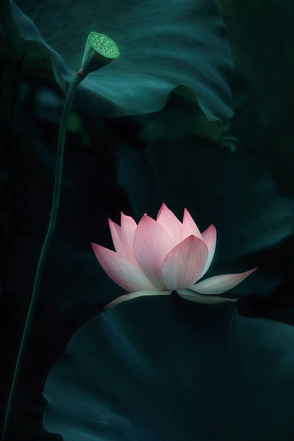 1000x1498 Lotus Flower Wall Mural Wallpaper. Canvas Art Rocks