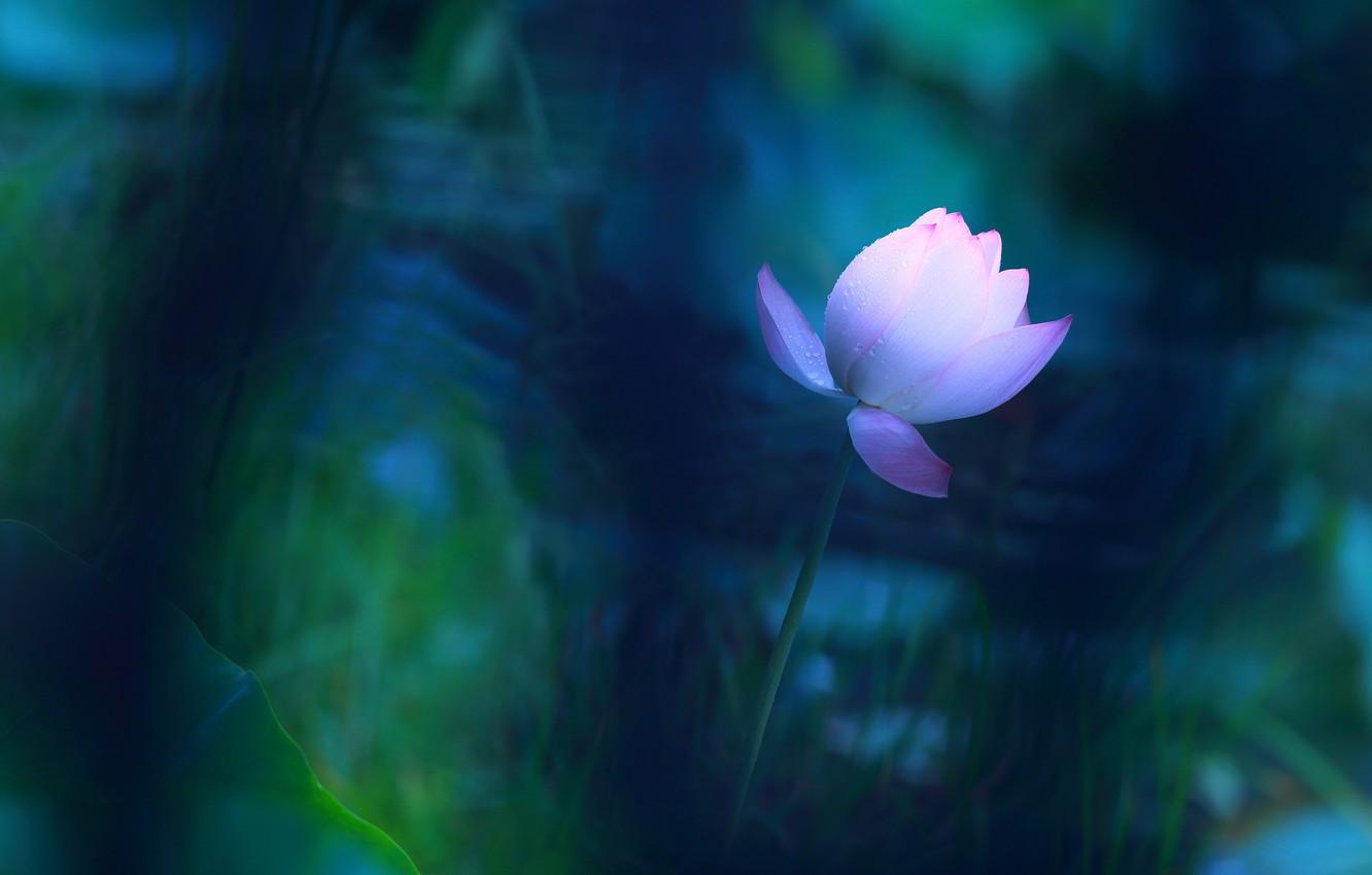 1332x850 Wallpaper flower, leaves, flowers, blue, pond, lights, the dark background, background, treatment, blur, stem, Bud, Lotus, soft light, art image for desktop, section цветы