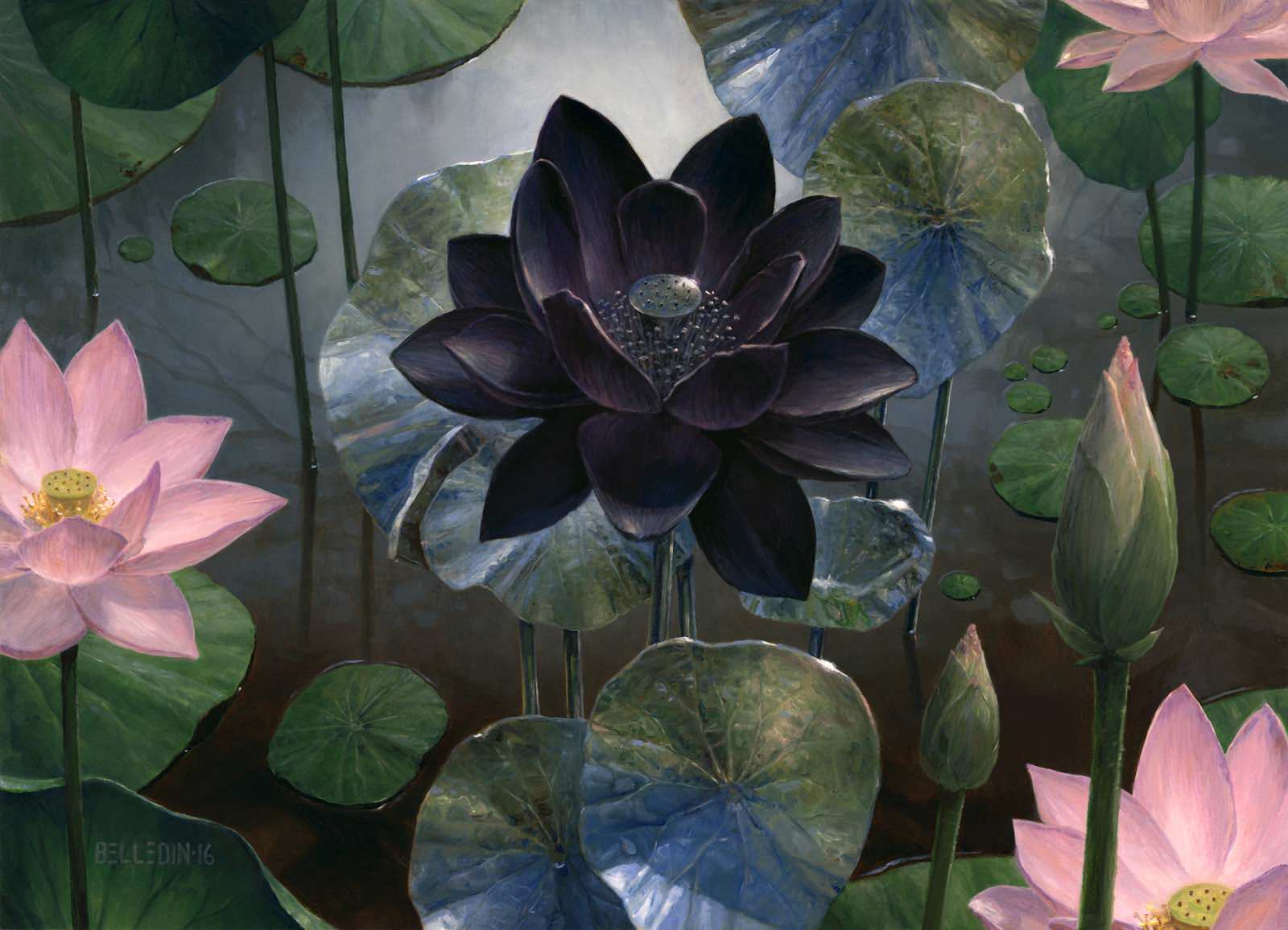 1600x1156 Black Lotus Wallpaper