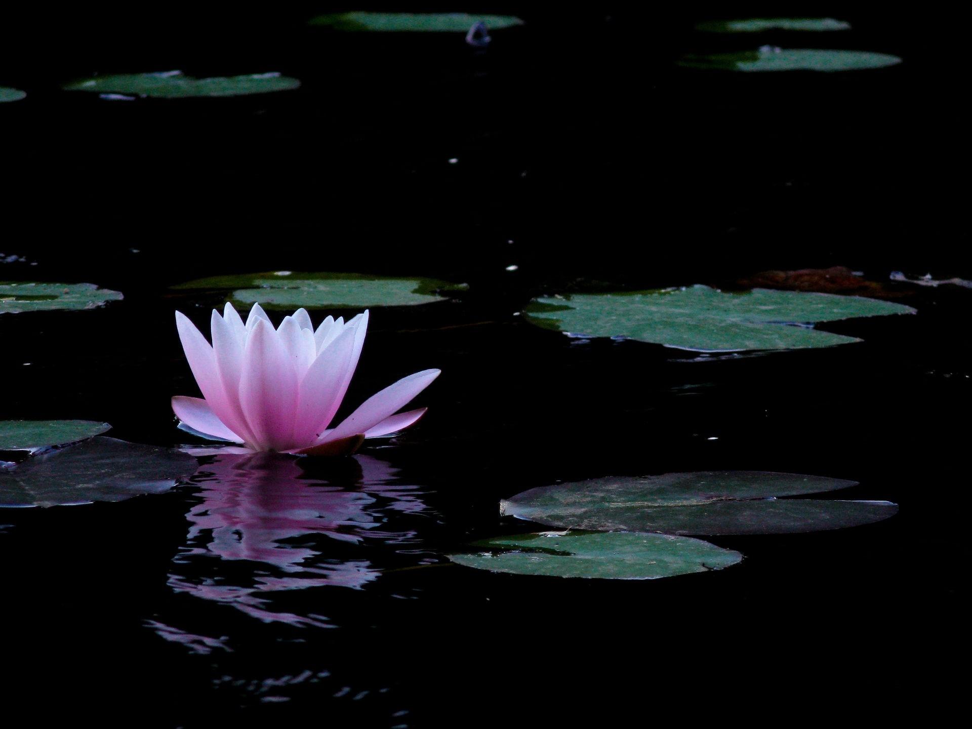 1920x1440 water flowers lily pads lotus flower pink flowers