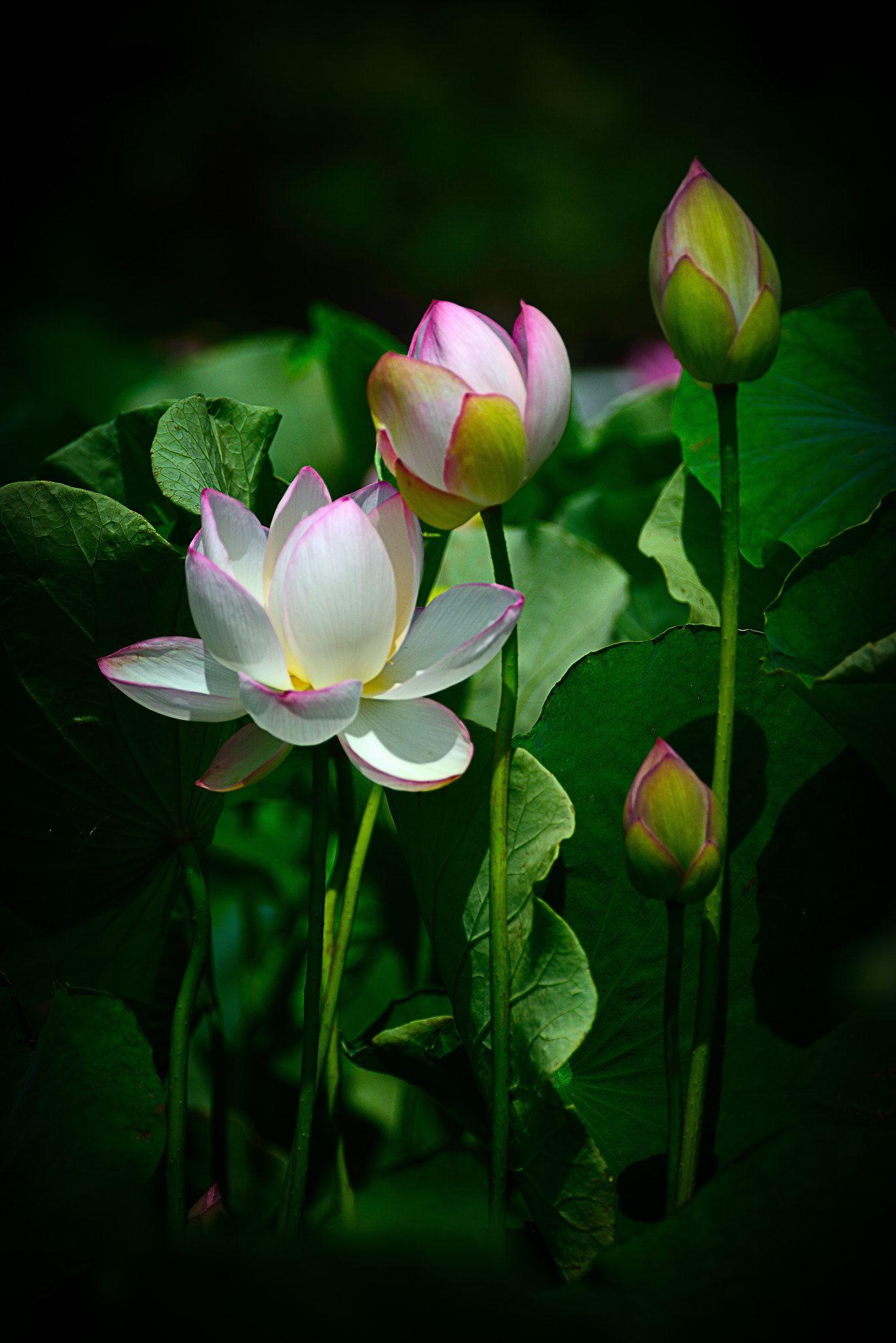 1367x2048 Lotus Family - Beautiful flowers wallpaper, Beautiful rose flowers, Beautiful flowers
