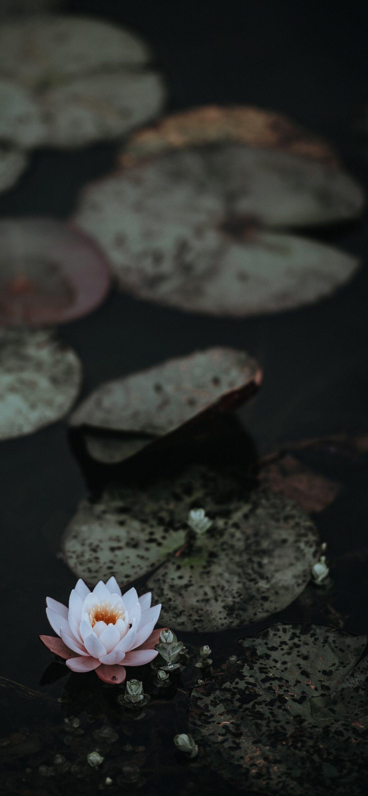 1183x2560 Lotus flower Wallpaper art: Free HD Download