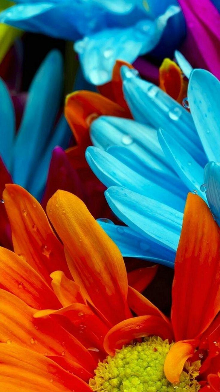 736x1308 Colorful Flowers Wallpaper. Flower wallpaper, Full HD wallpaper download, Rose flower wallpaper