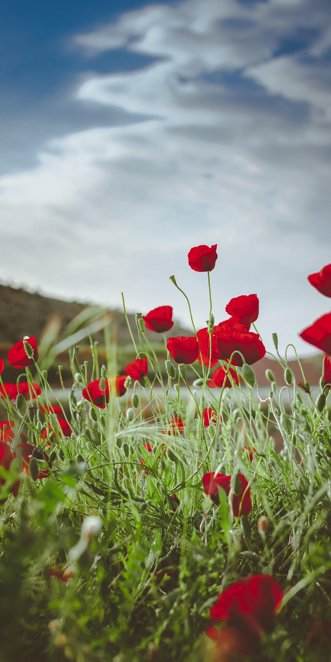 1080x2160 Download meadow, bright and red poppy, plants, nature 1080x2160 wallpaper, honor 7x, honor 9 lite, honor view 1080x2160 HD image, background, 20267