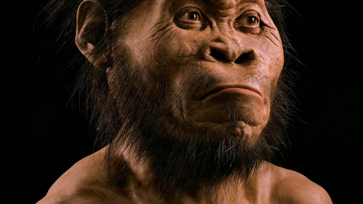 Homo sapienne main image 0