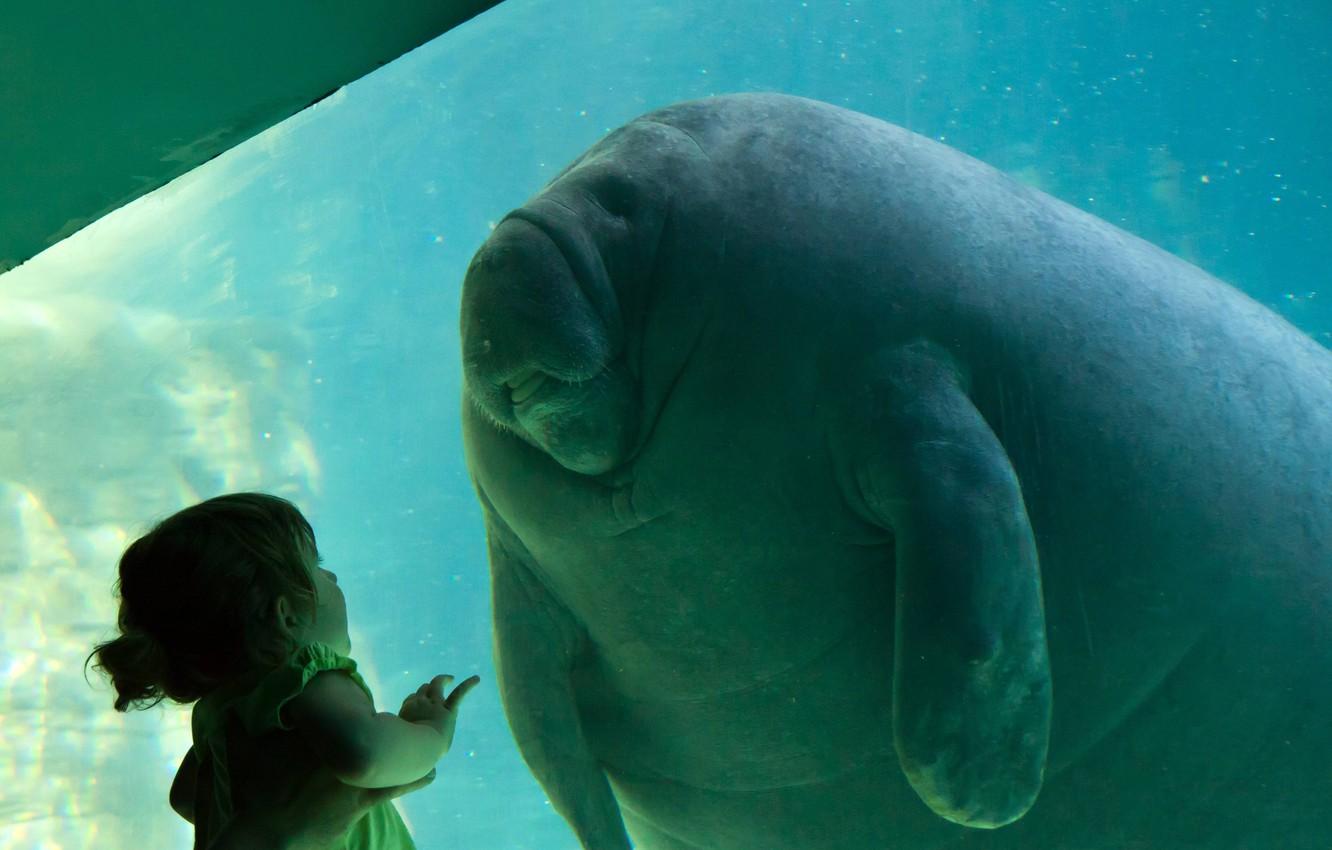 1332x850 Wallpaper girl, manatee, Trichechus, contact, Homo sapiens image for desktop, section ситуации