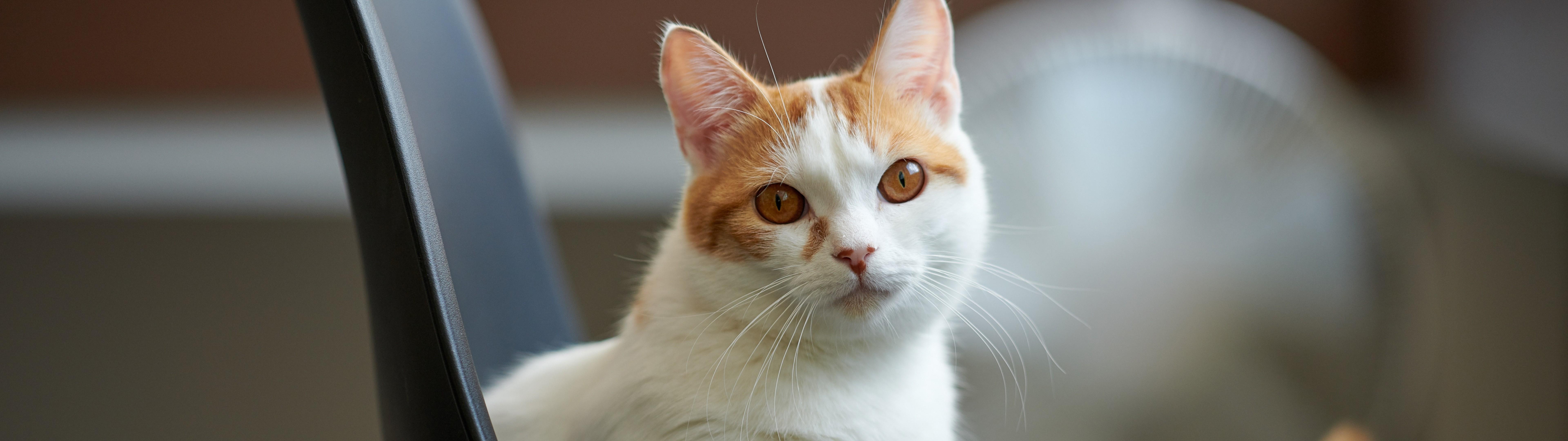 7680x2160 Download 7680x2160 Cute Cat, Chair, Stare Wallpaper