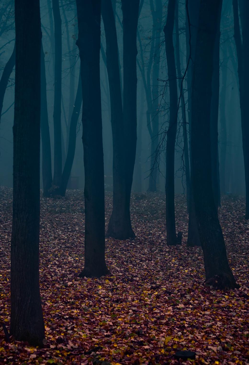 1040x1526 Gloomy Forest Wallpaper for iPhone Pro Max, X, 6