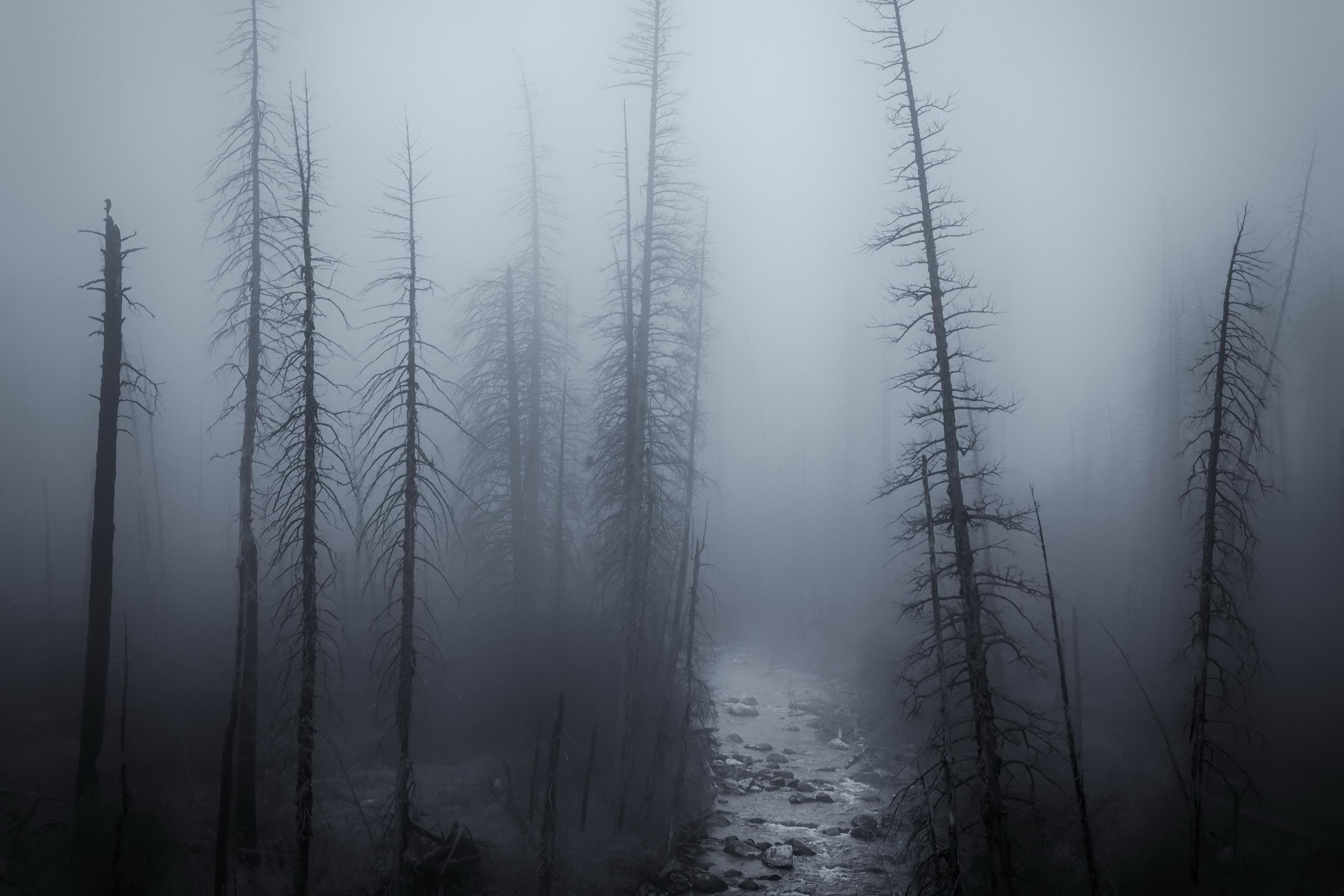 2560x1707 Dark Mist Nature Forest Trees Outdoors Gloomy River Dead Trees Wallpaper:2560x1707