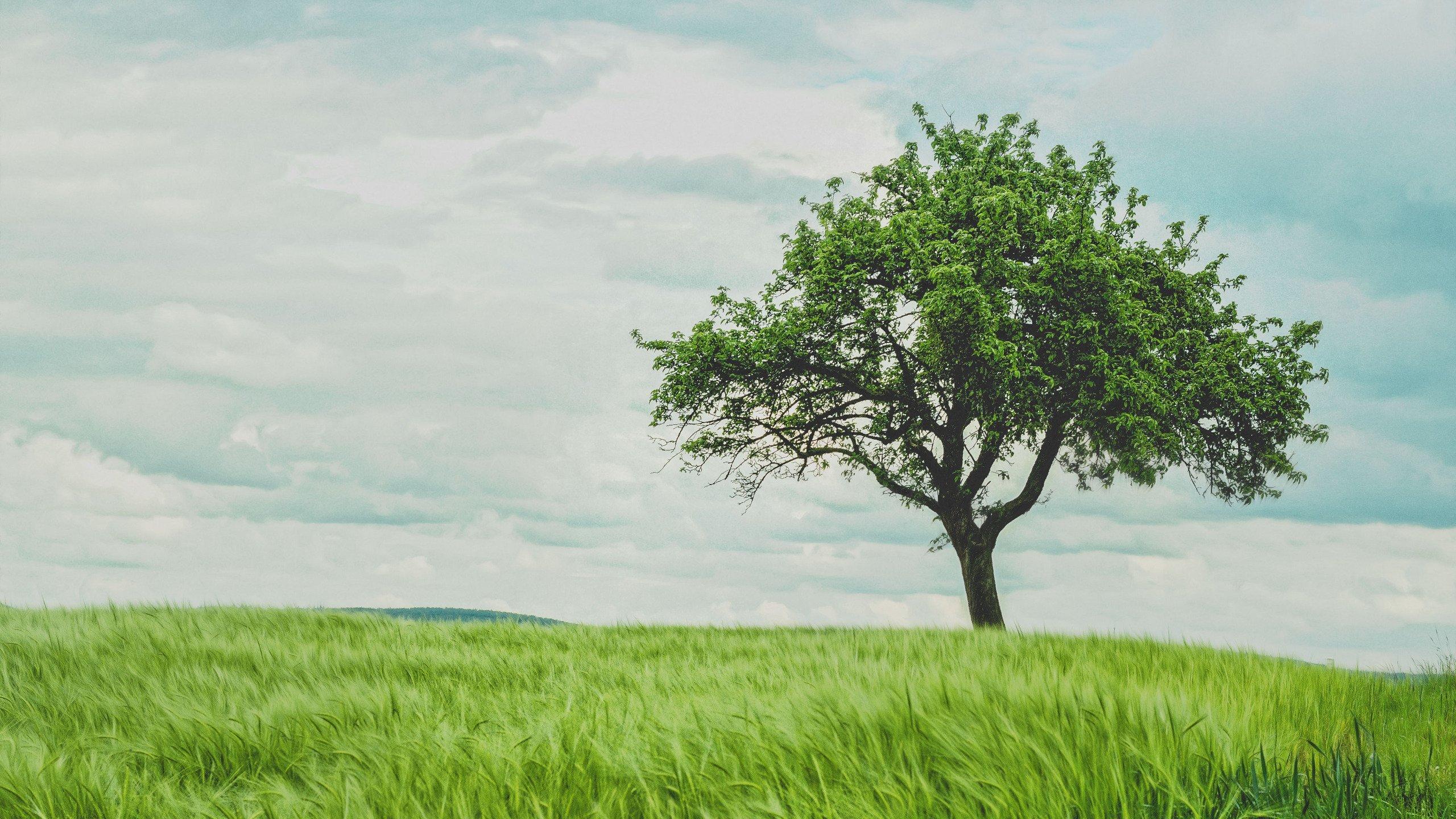 2560x1440 Ubuntu MATE - We've revamped the wallpaper in 18. due for release April 26th, and include this one. Bliss?
