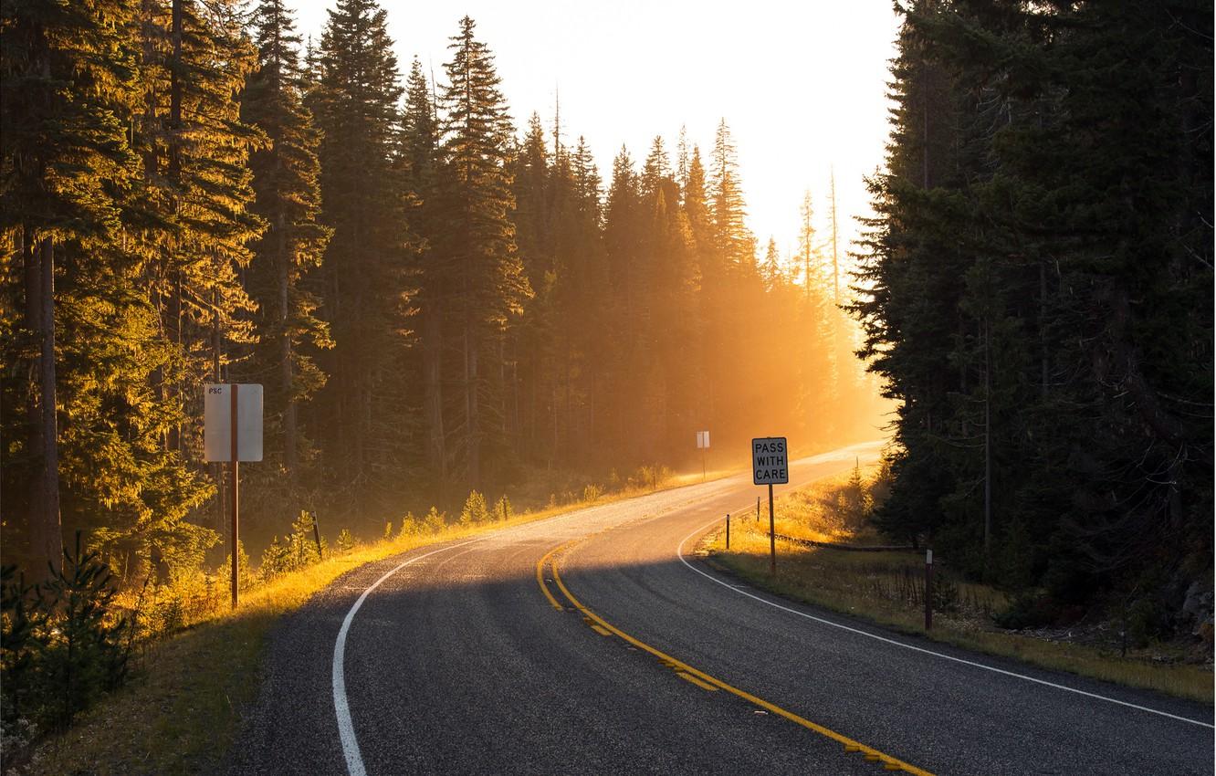 1332x850 Wallpaper road, forest, the sun, rays, light, trees, the way, markup, turn, ate, roadside, road, meet image for desktop, section природа