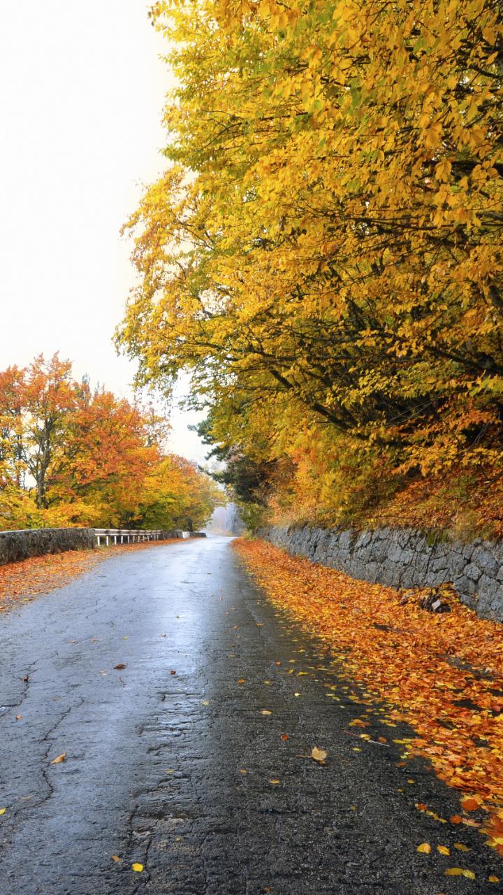 720x1280 Forest road yellow trees side by side beautiful wallpaper HD Mobile, Desktop Wallpaper