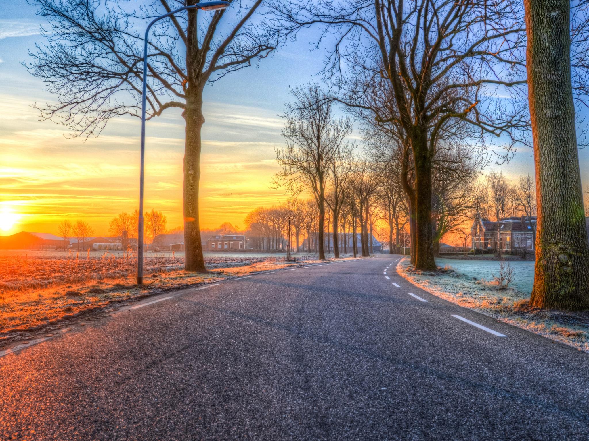 2048x1536 Wallpaper 4k Trees On Road Both Side Morning Outdoors Nature 5k Wallpaper