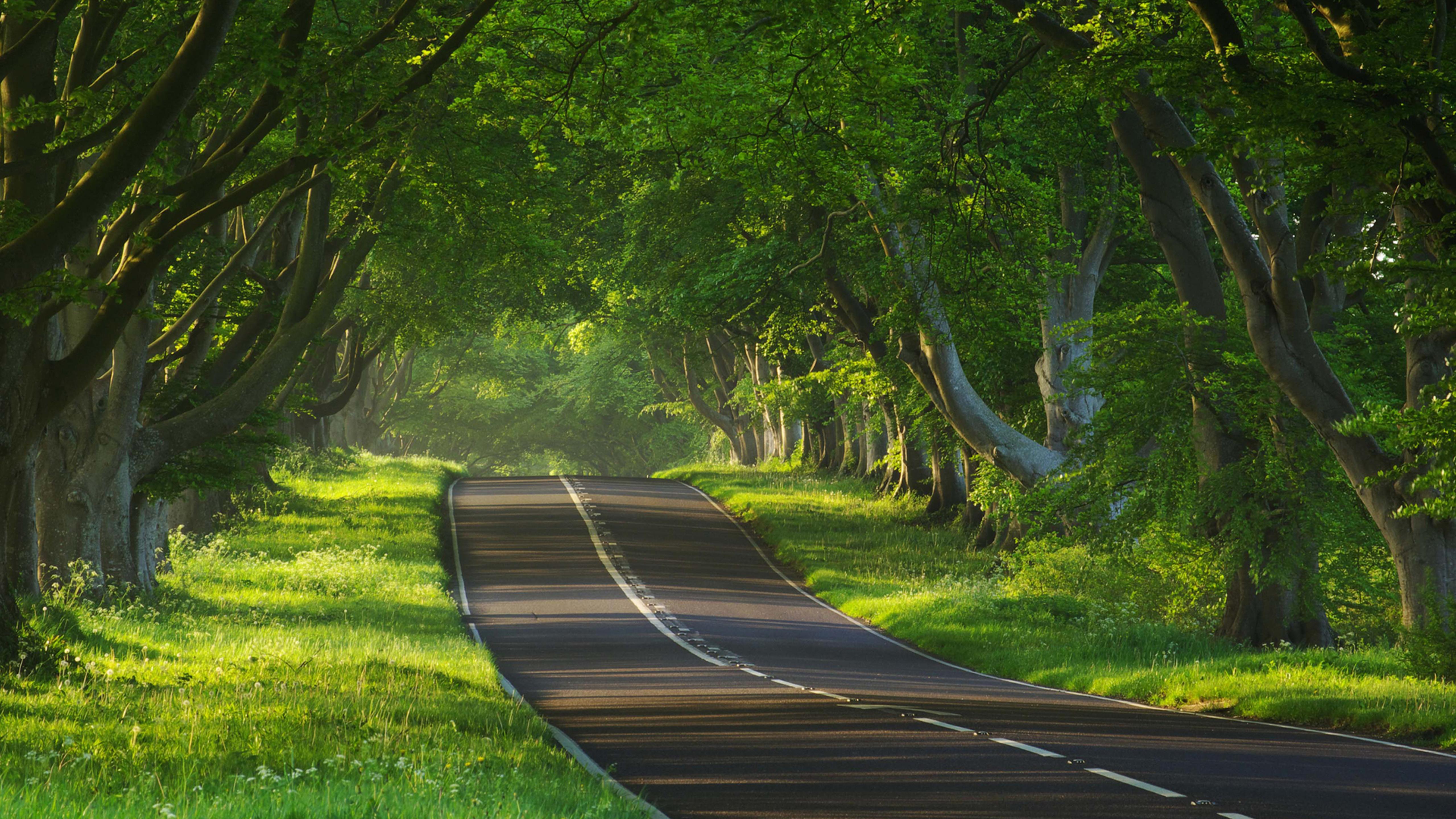 5120x2880 Very nice road with trees on both sides