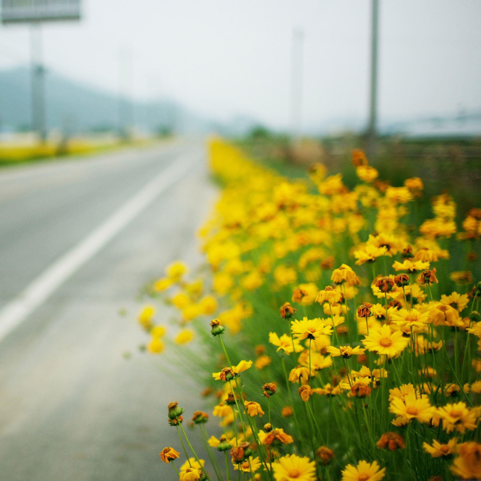 2048x2048 Road Side iPad Air Wallpaper Free Download